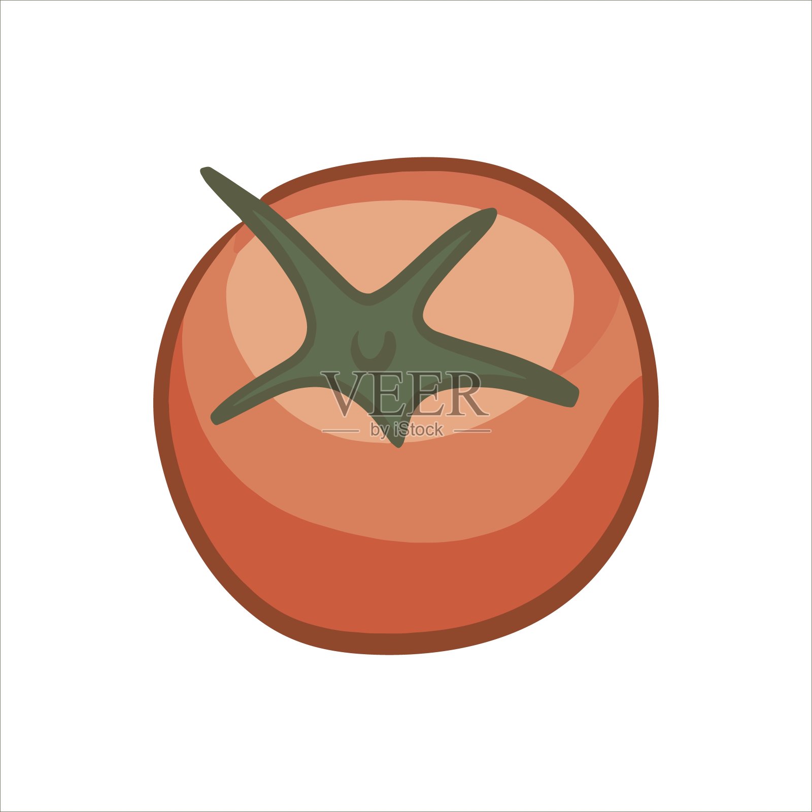 白色背景上的番茄。向量插画图片素材