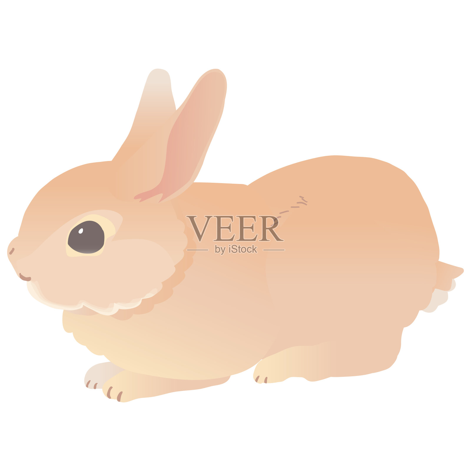 荷兰侏儒兔矢量插图。世界职业棒球大赛的兔子和兔子。设计元素图片