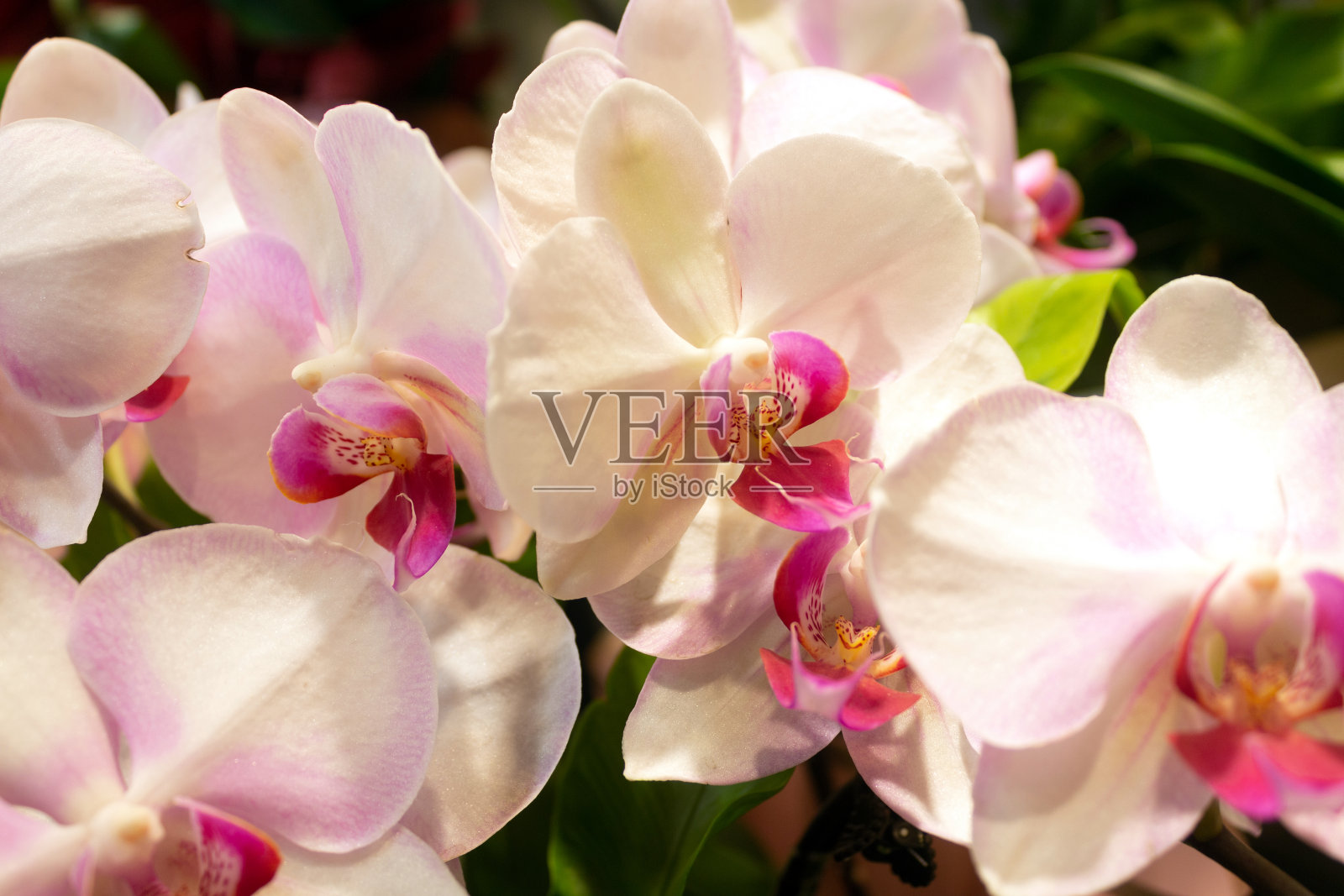 一盆蝴蝶兰盛开照片摄影图片