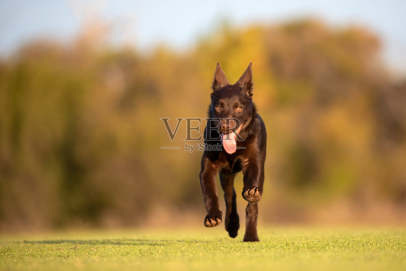澳大利亚卡尔比小狗飞驰照片摄影图片