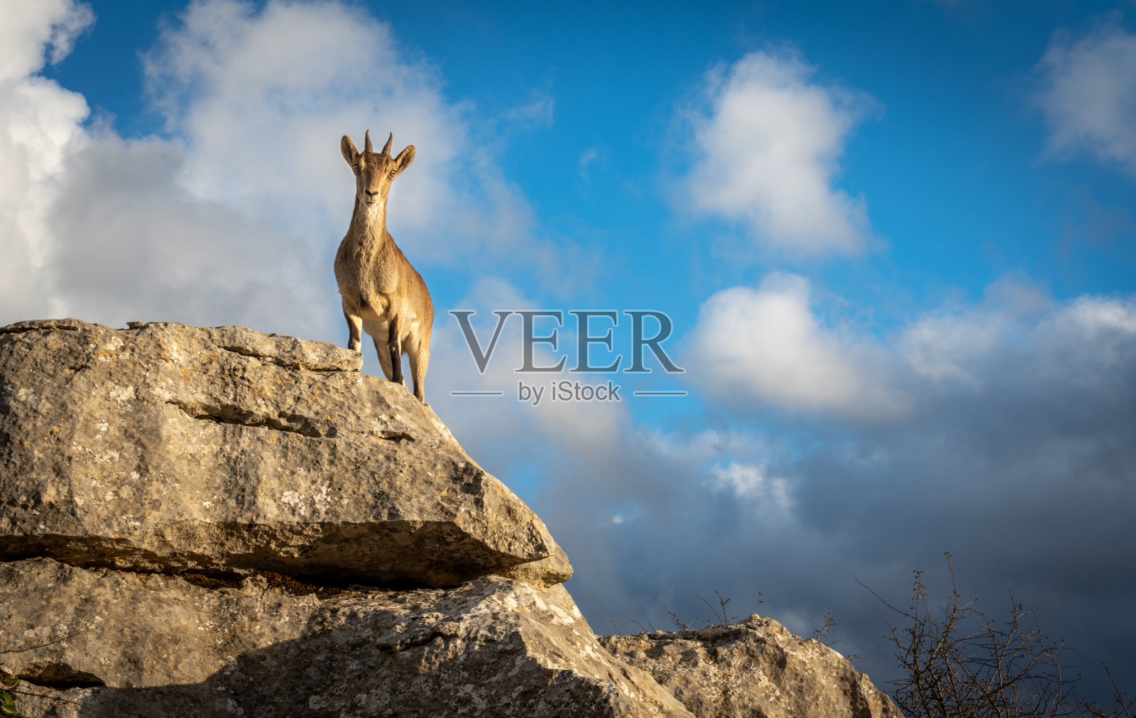 山羊在岩石上看着相机。照片摄影图片