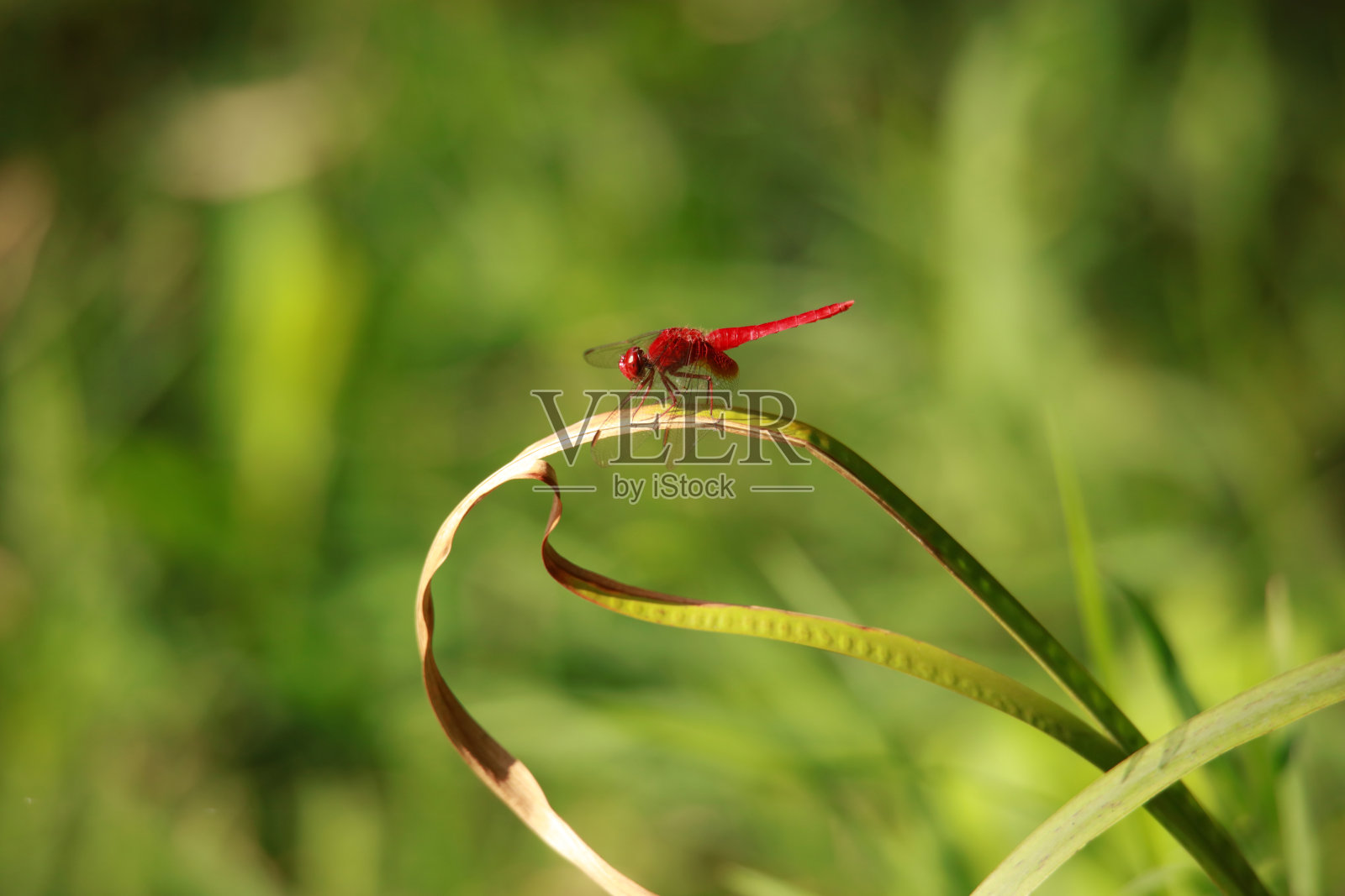 蜻蜓照片摄影图片