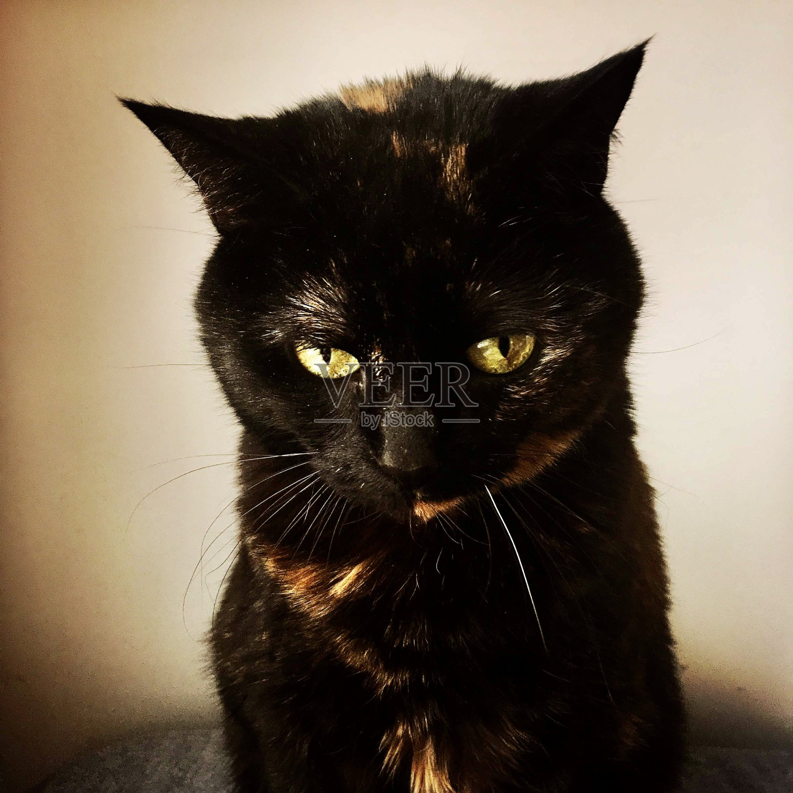 乌龟猫向下看照片摄影图片