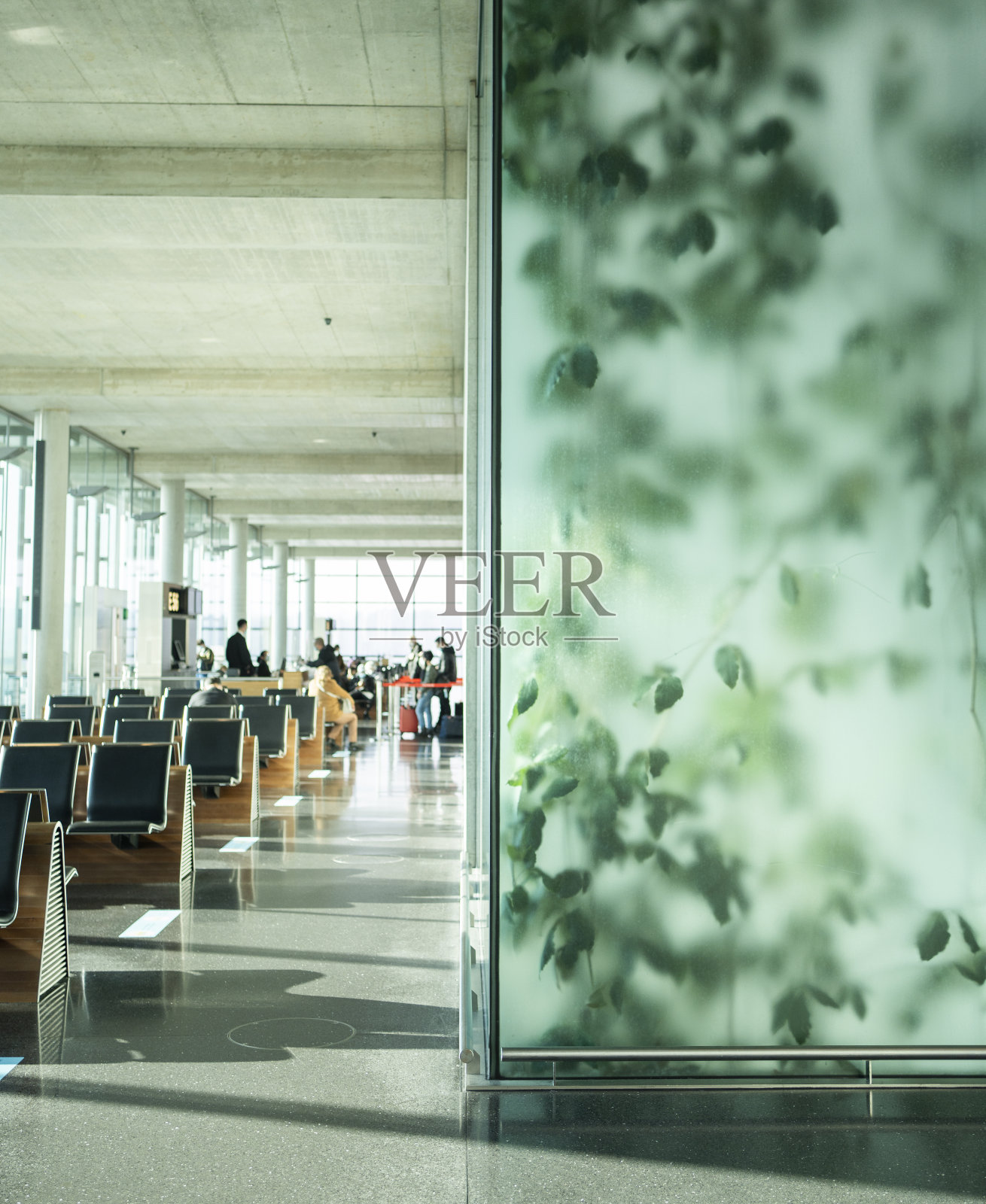 生长在机场登机口附近的一种绿叶植物照片摄影图片