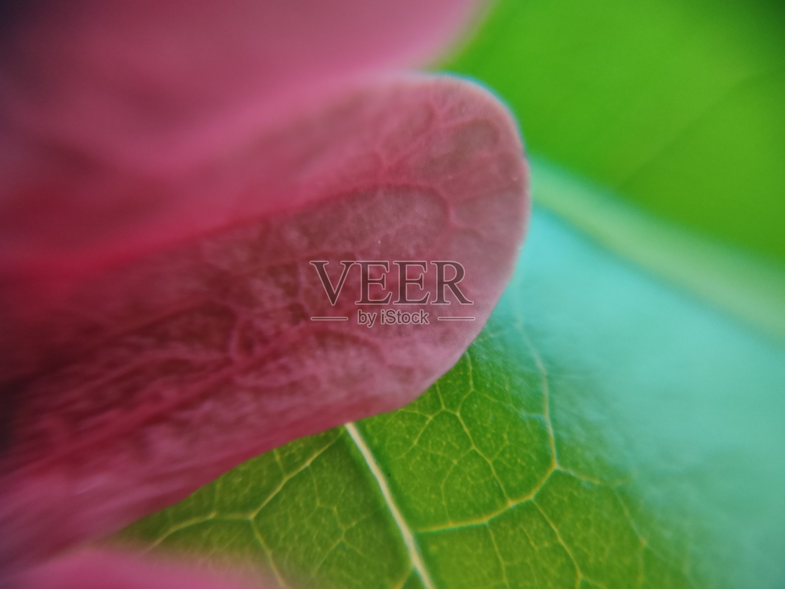 绿叶和花瓣照片摄影图片