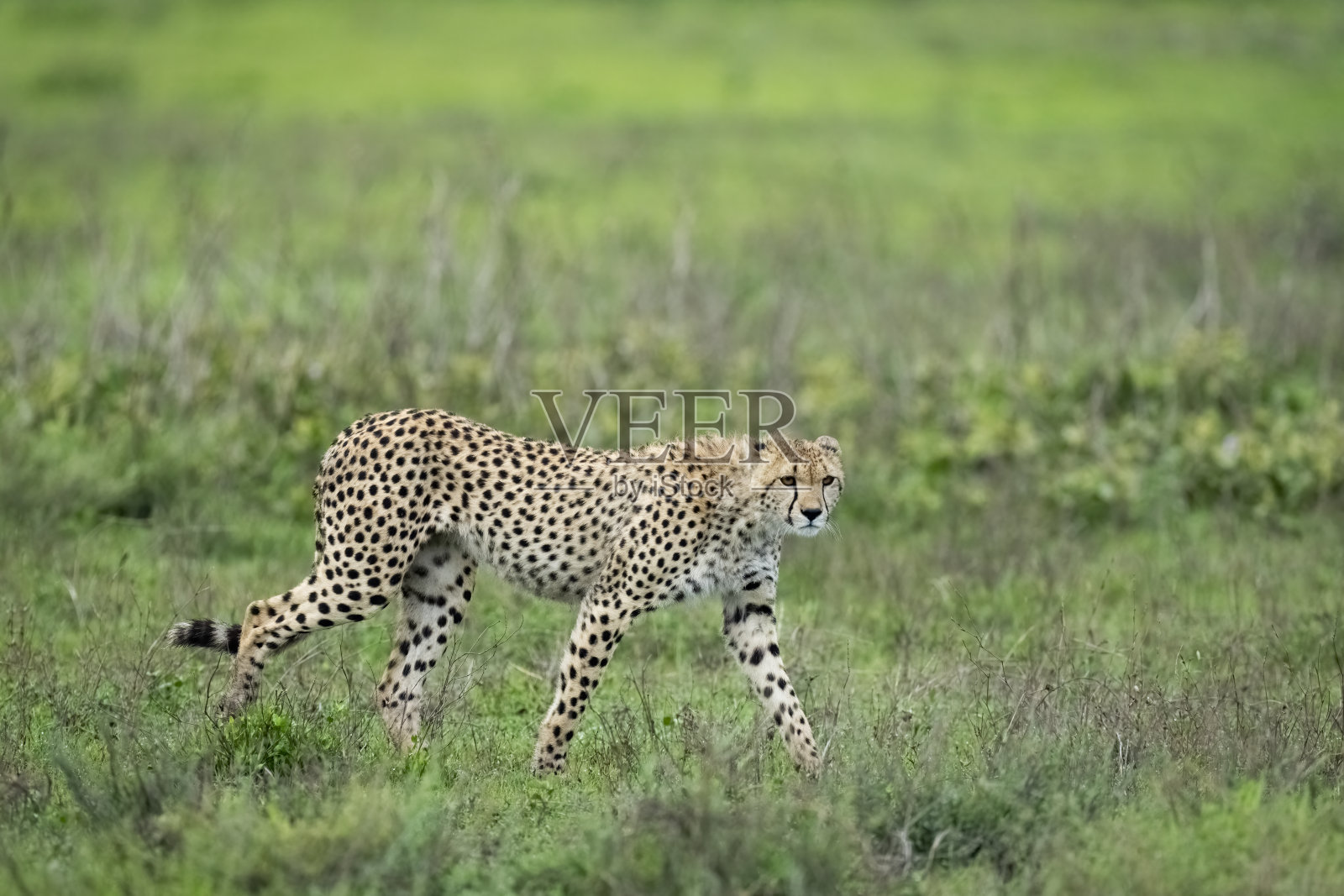 非洲大草原上的猎豹照片摄影图片