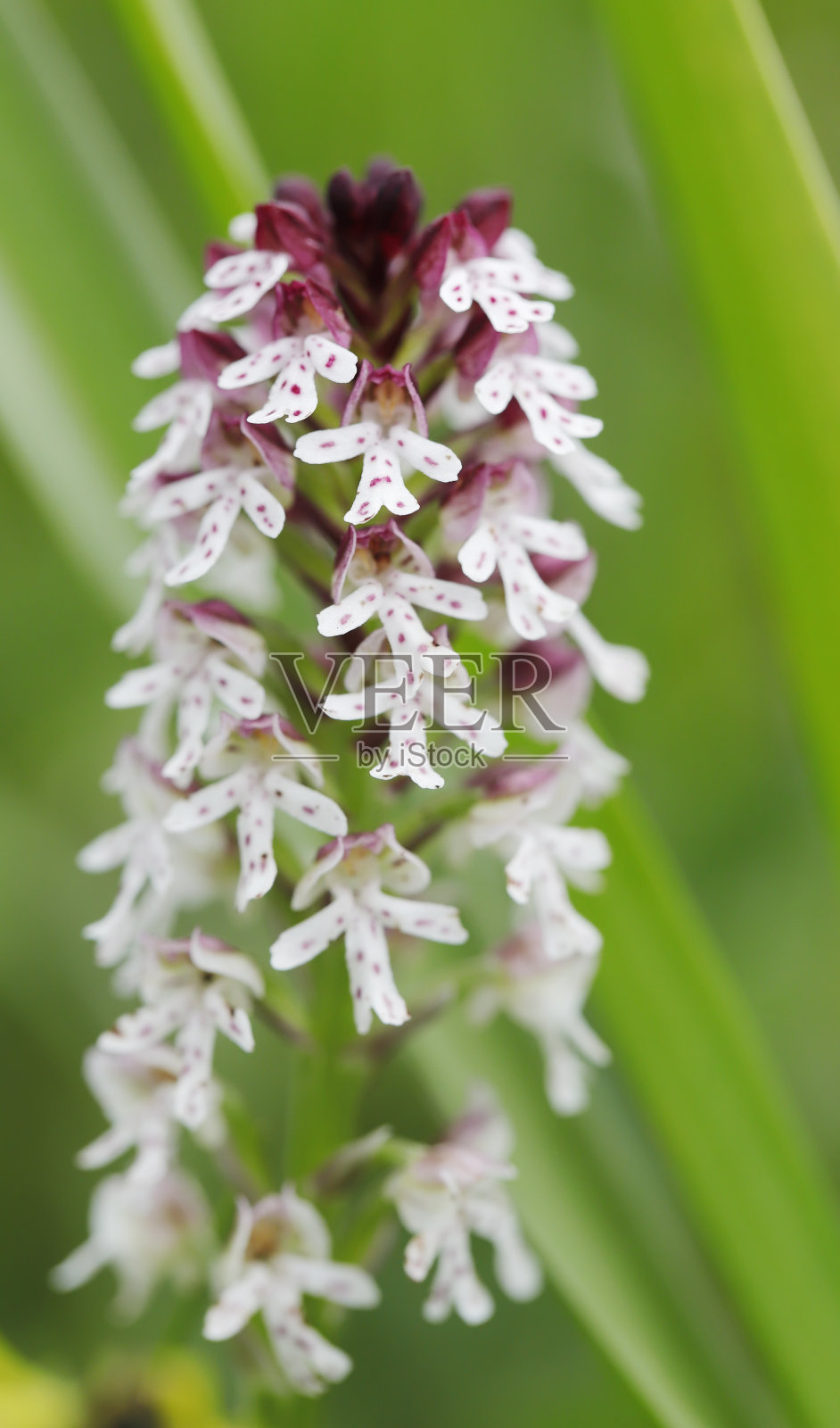 焦尖兰(兰花)照片摄影图片