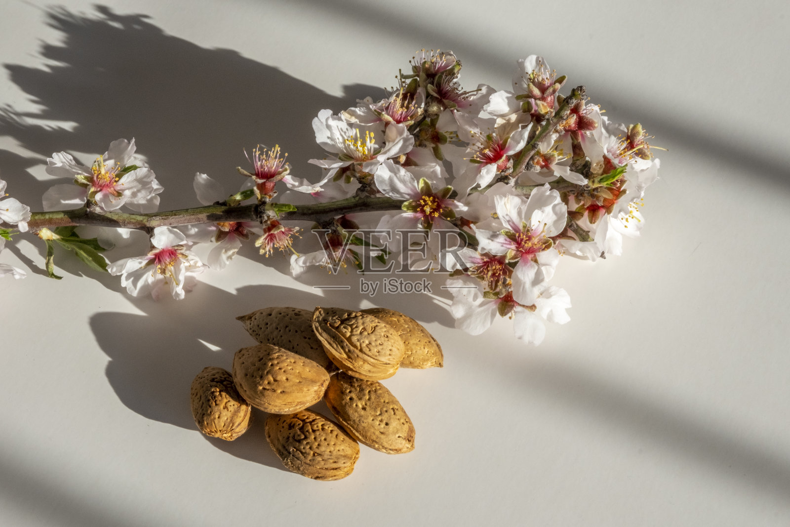 杏仁种子和花枝与阴影在白色背景照片摄影图片