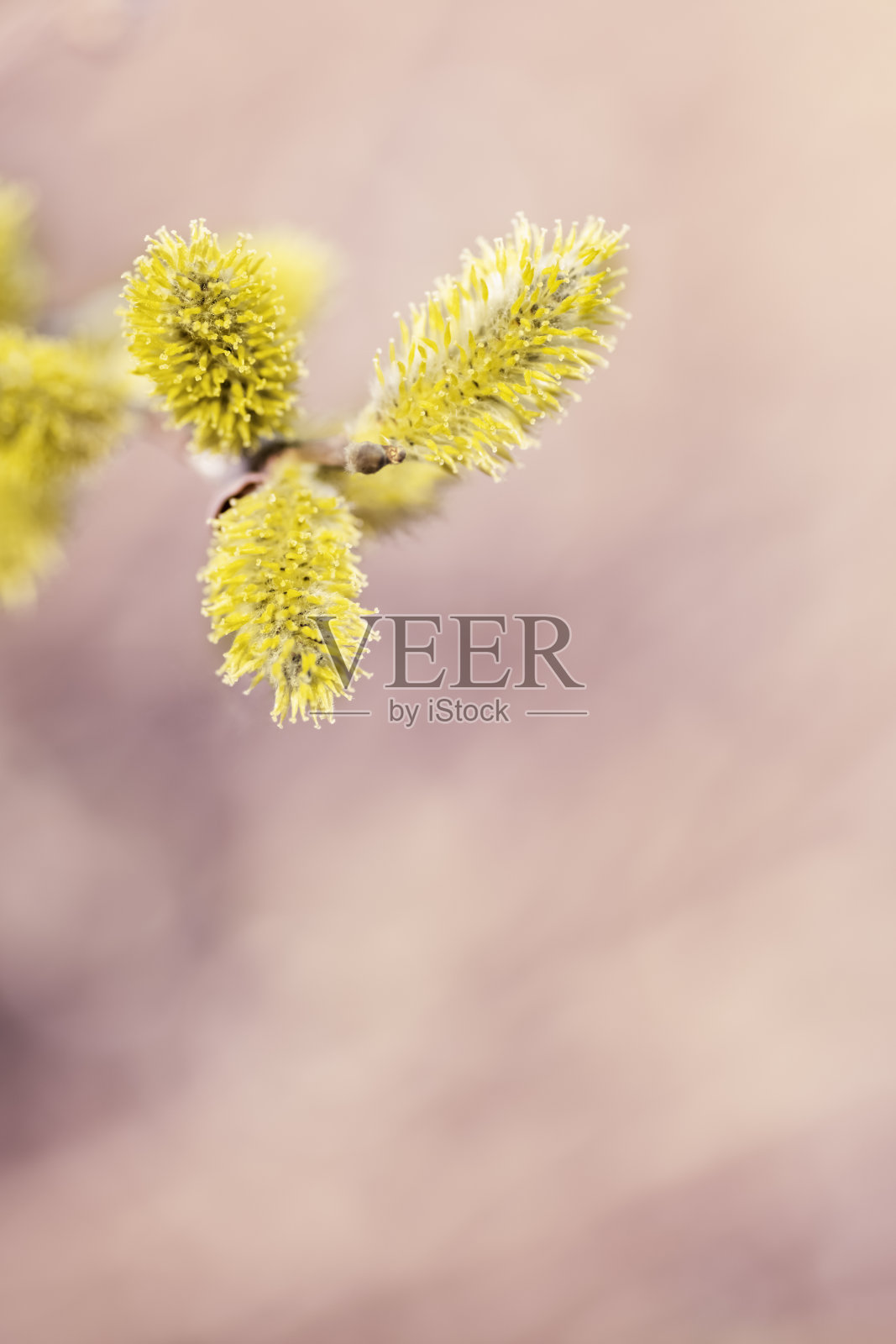 春天复活节背景与盛开的柳枝照片摄影图片