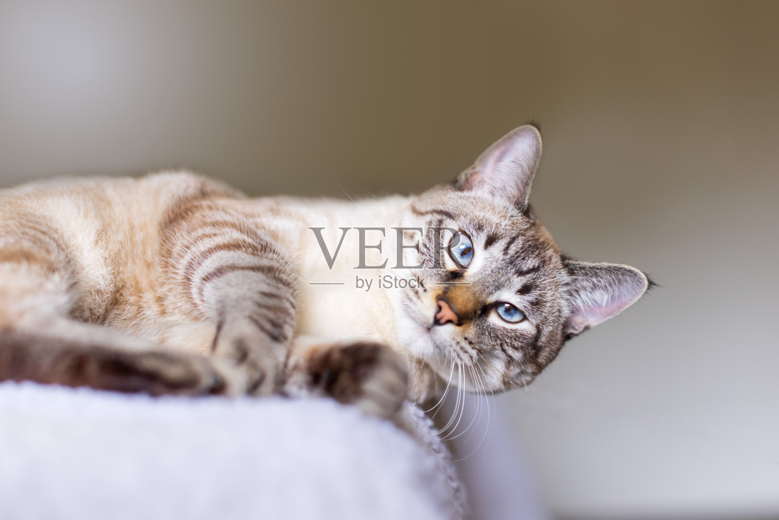 可爱的米色斑猫或山猫点小猫，蓝色的眼睛正躺在床上，他的爪子向前照片摄影图片