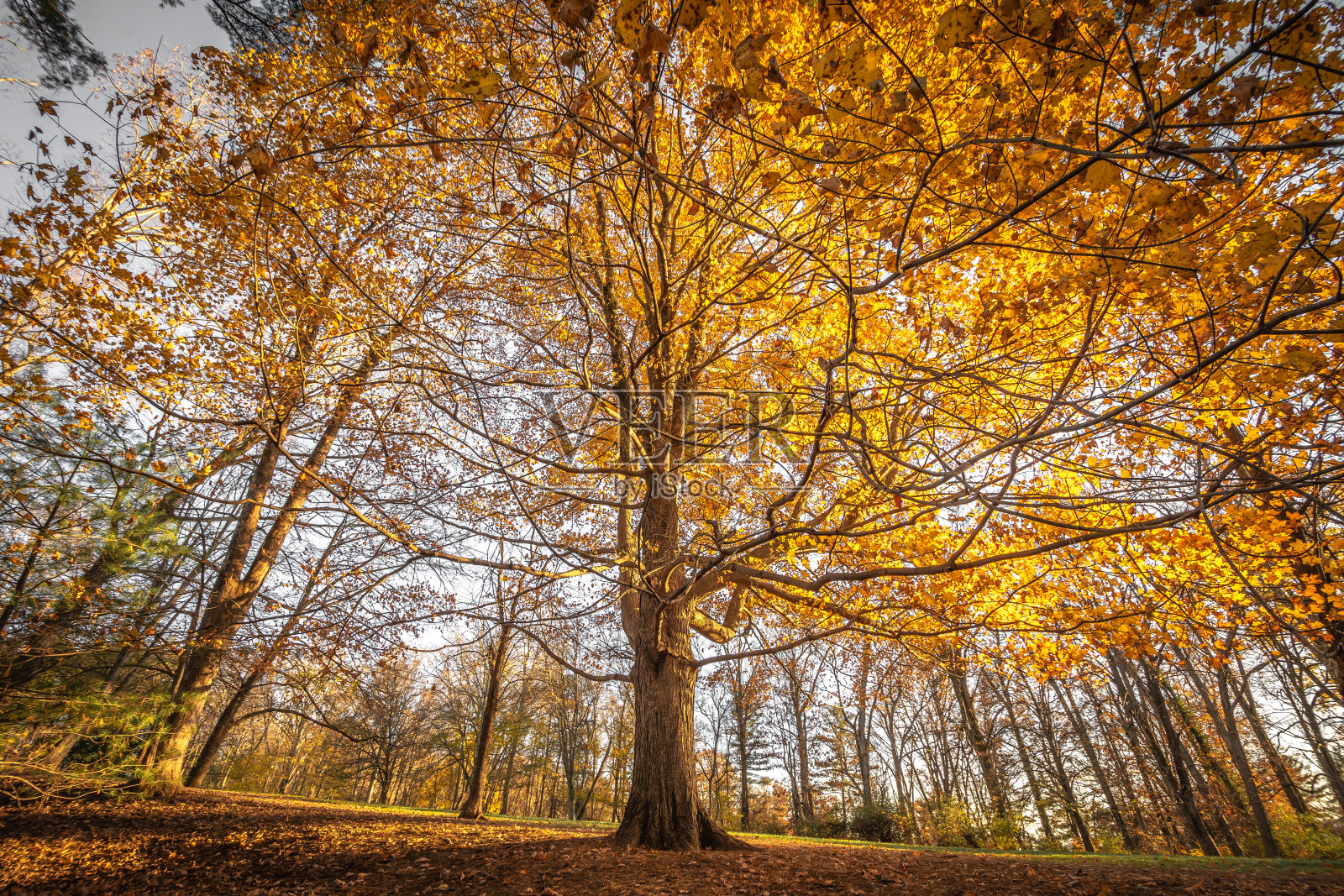 公园里的黄叶树照片摄影图片
