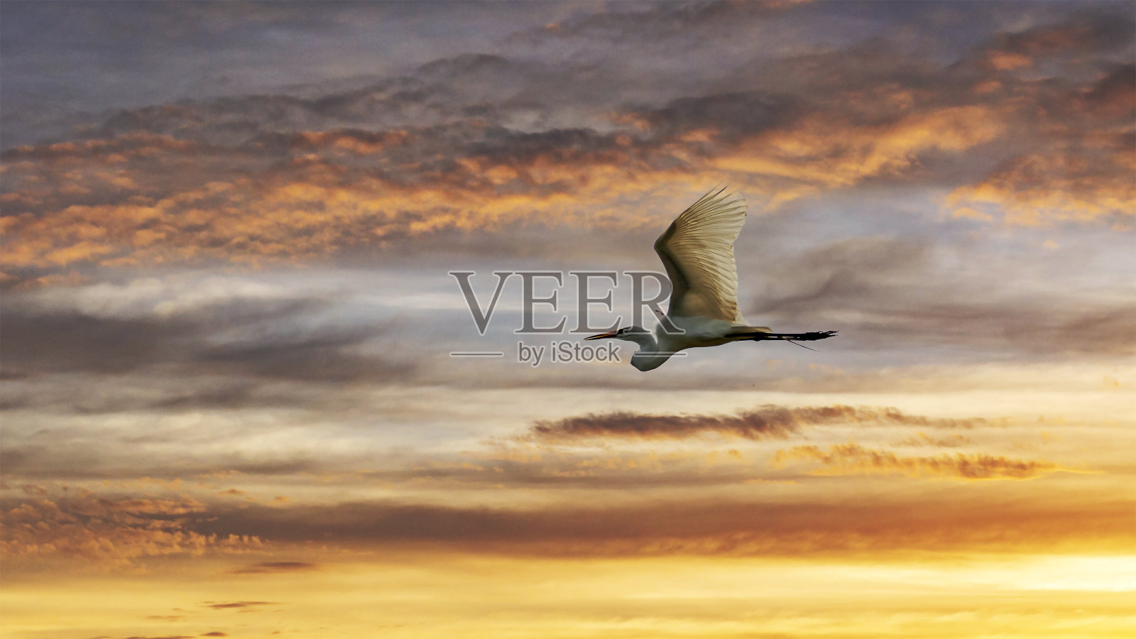 白鹭在五彩缤纷的夕阳中飞翔照片摄影图片