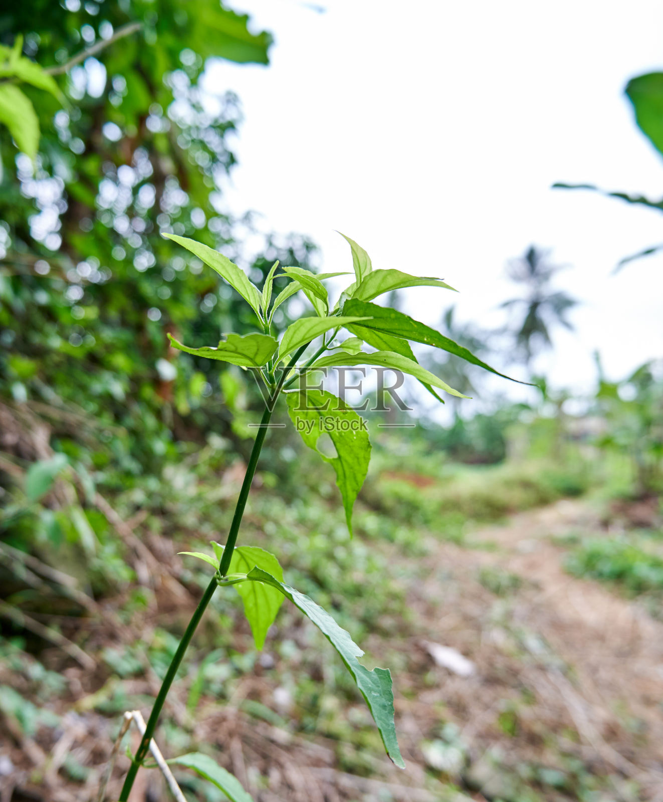 野生植物照片摄影图片