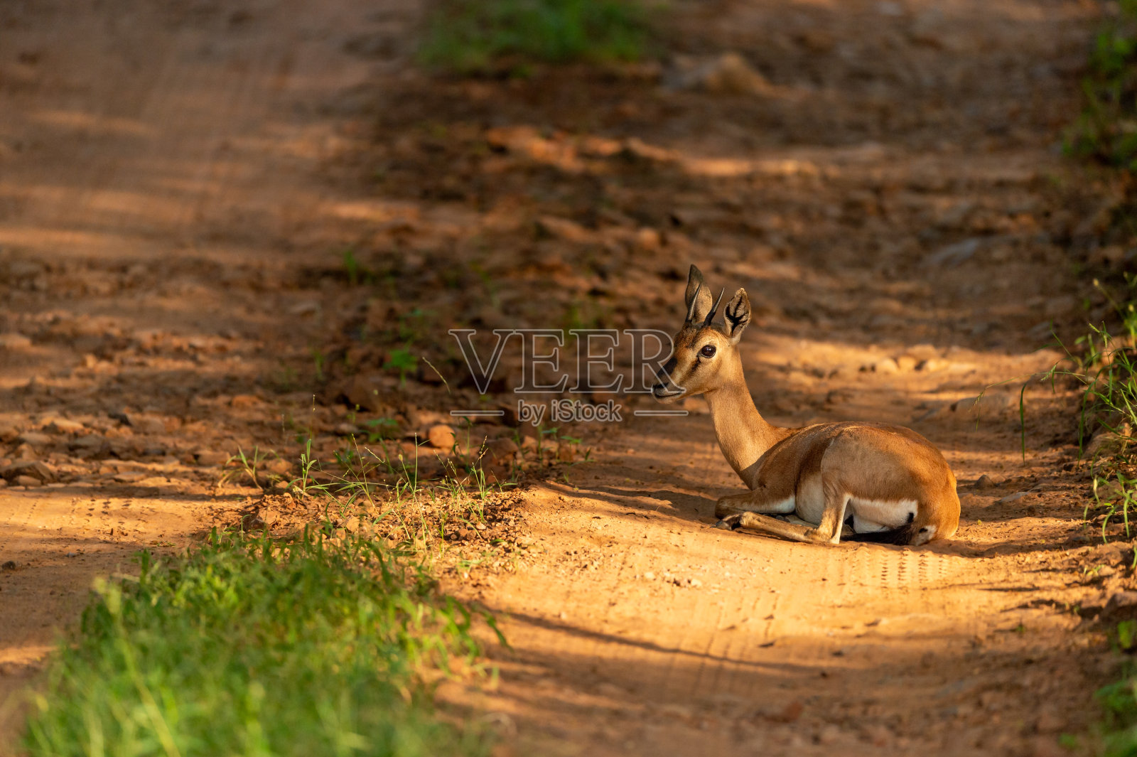 羚羊动物路障休息在森林小径或户外野生动物狩猎在ranthambore国家公园保护区sawai madhopur印度拉贾斯坦邦- Gazella bennettii照片摄影图片
