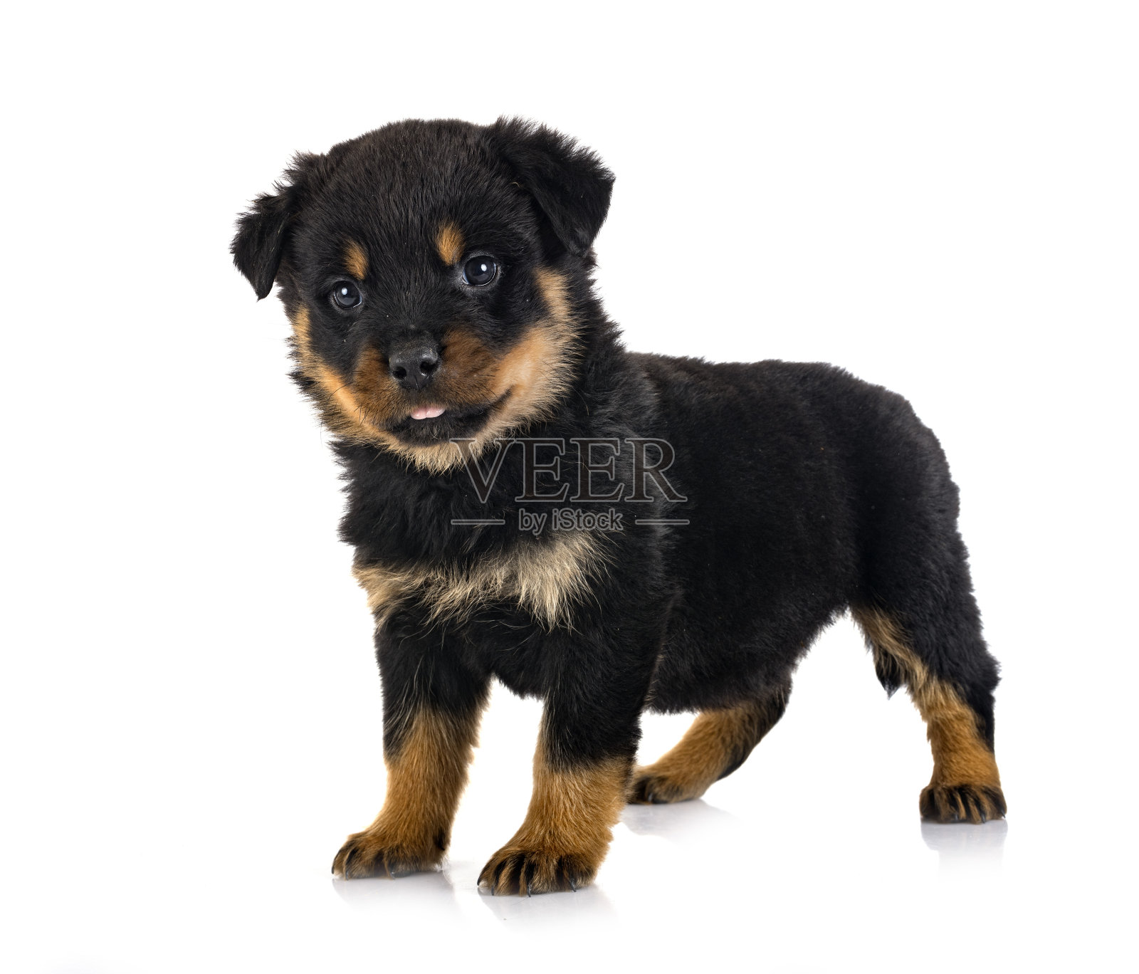 演播室的小狗罗威纳犬照片摄影图片