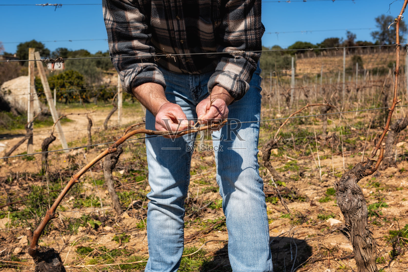 农夫在冬天修剪葡萄树。农业。照片摄影图片