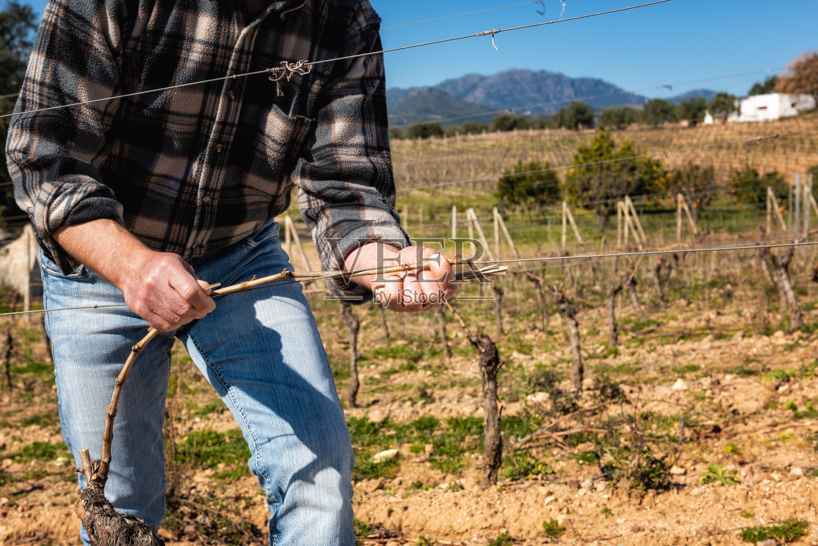 农夫在冬天修剪葡萄树。农业。照片摄影图片