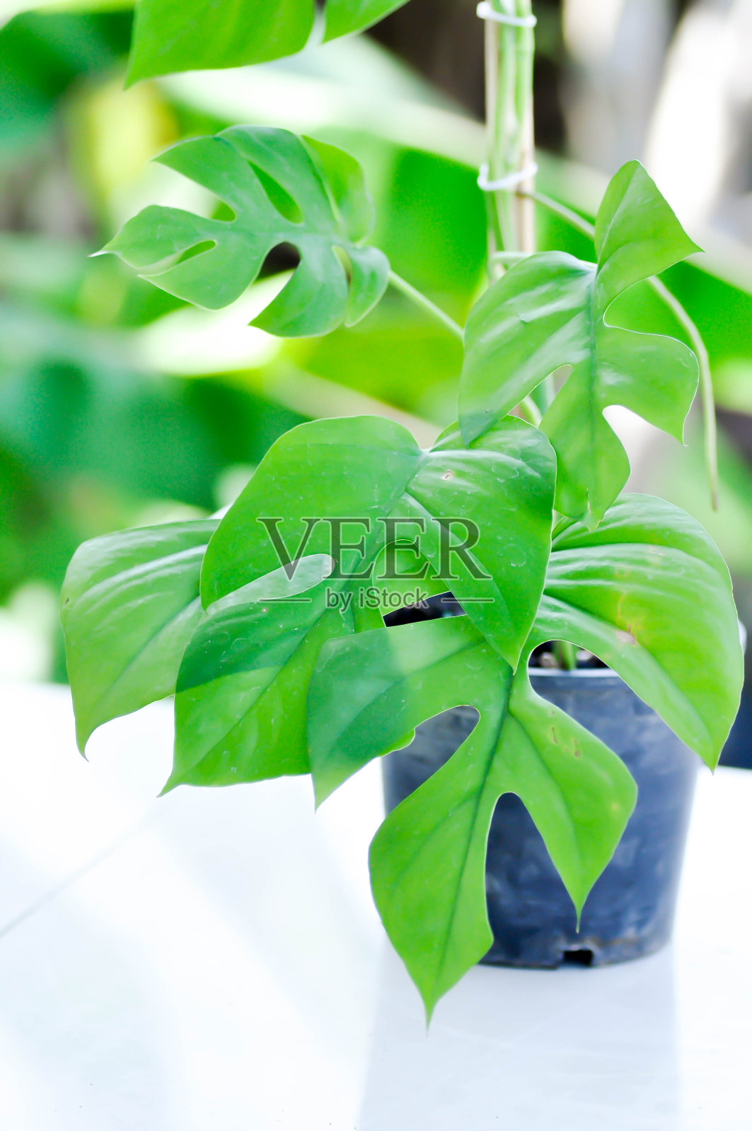 姬 Monstera、美味 Monstera 或 Philodendron ginny照片摄影图片