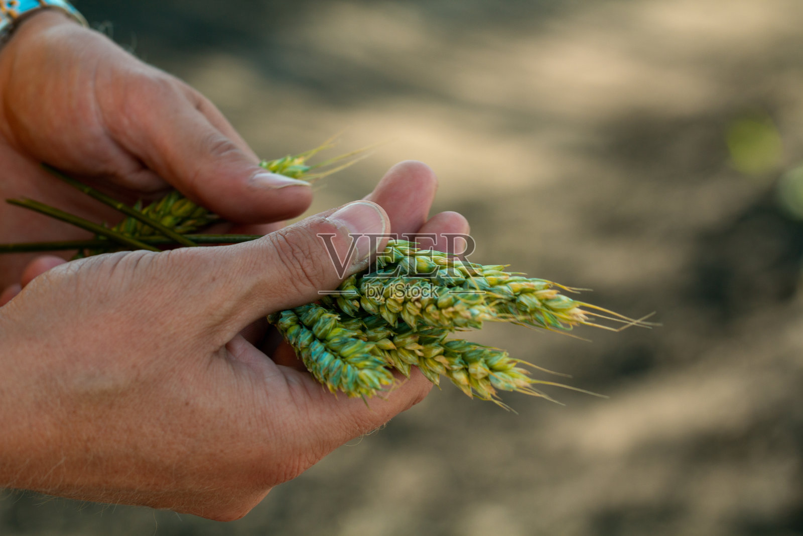 农学家手中的绿色小麦照片摄影图片