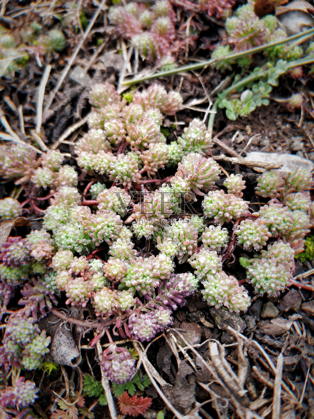 森林迷你肉质植物照片摄影图片