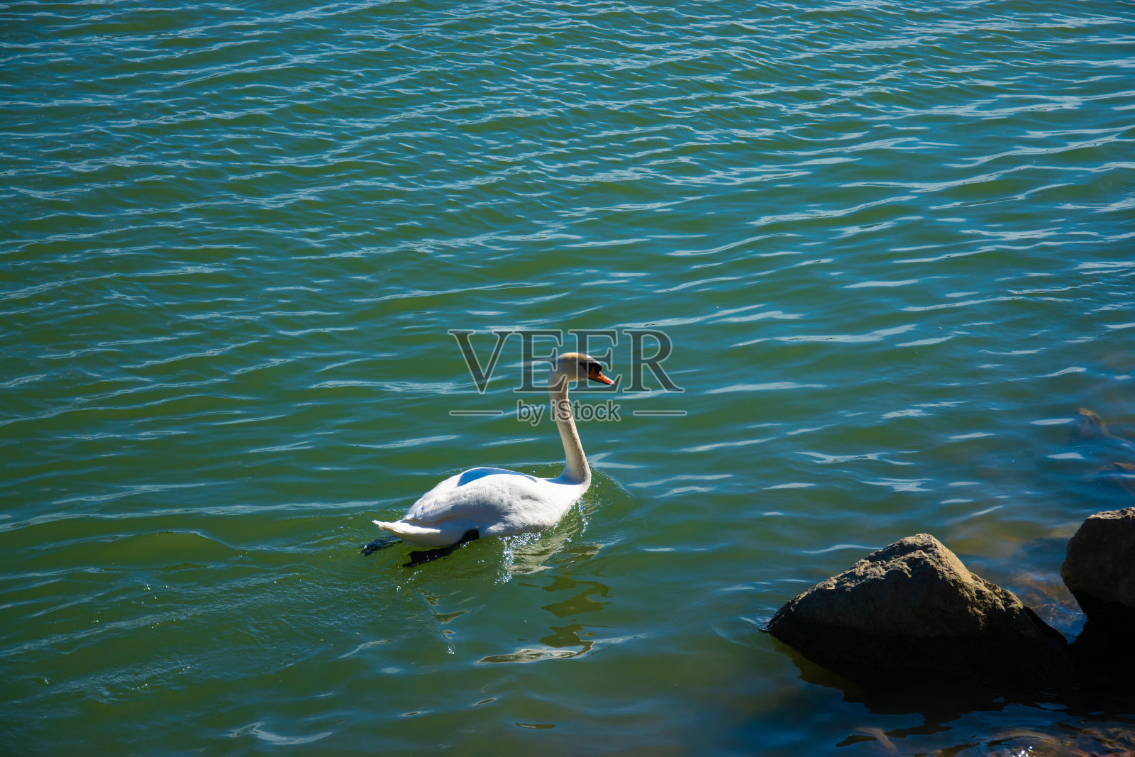 在一个阳光明媚的日子里，河边的白天鹅。照片摄影图片