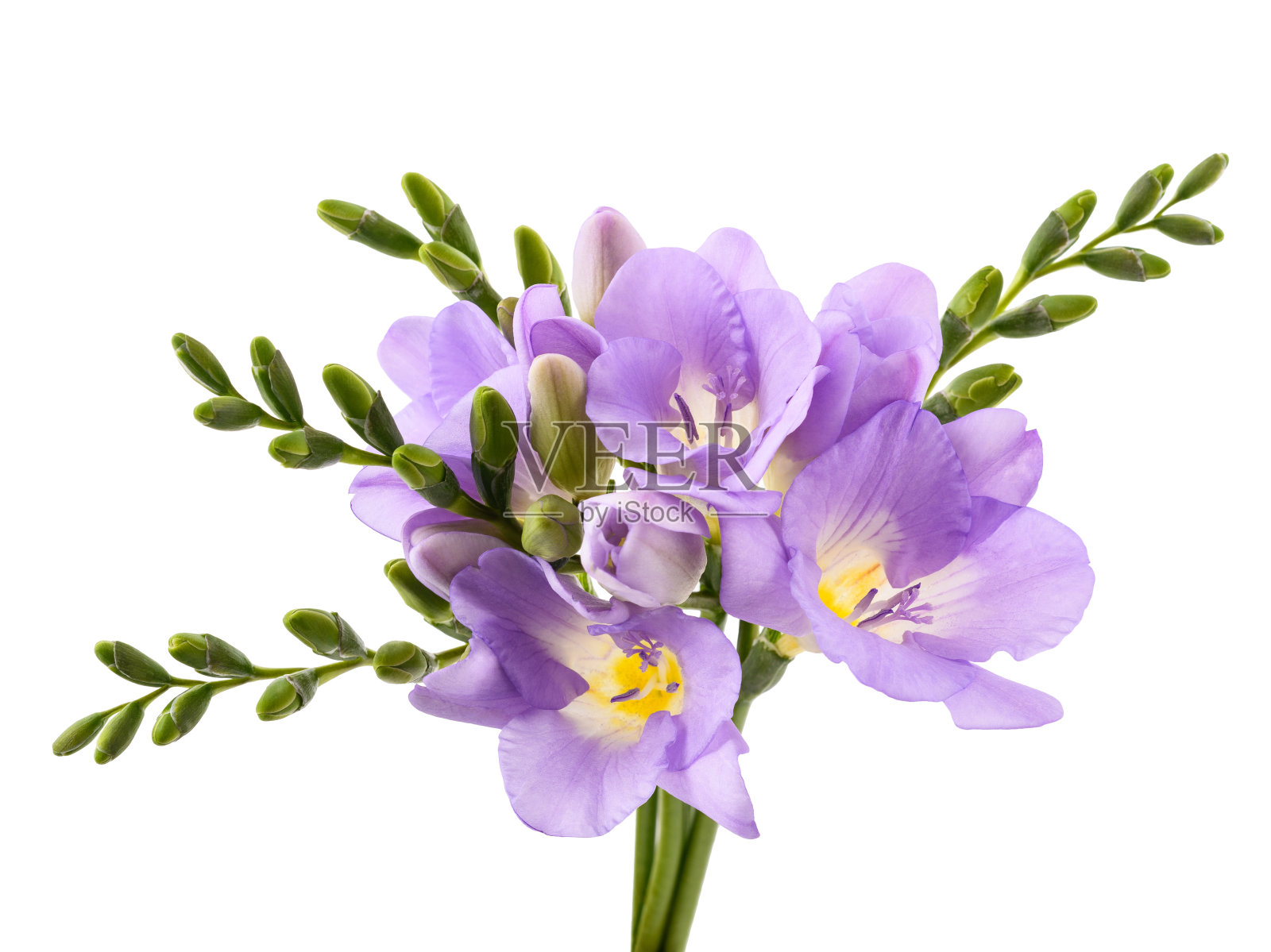 新鲜的小苍兰的花照片摄影图片