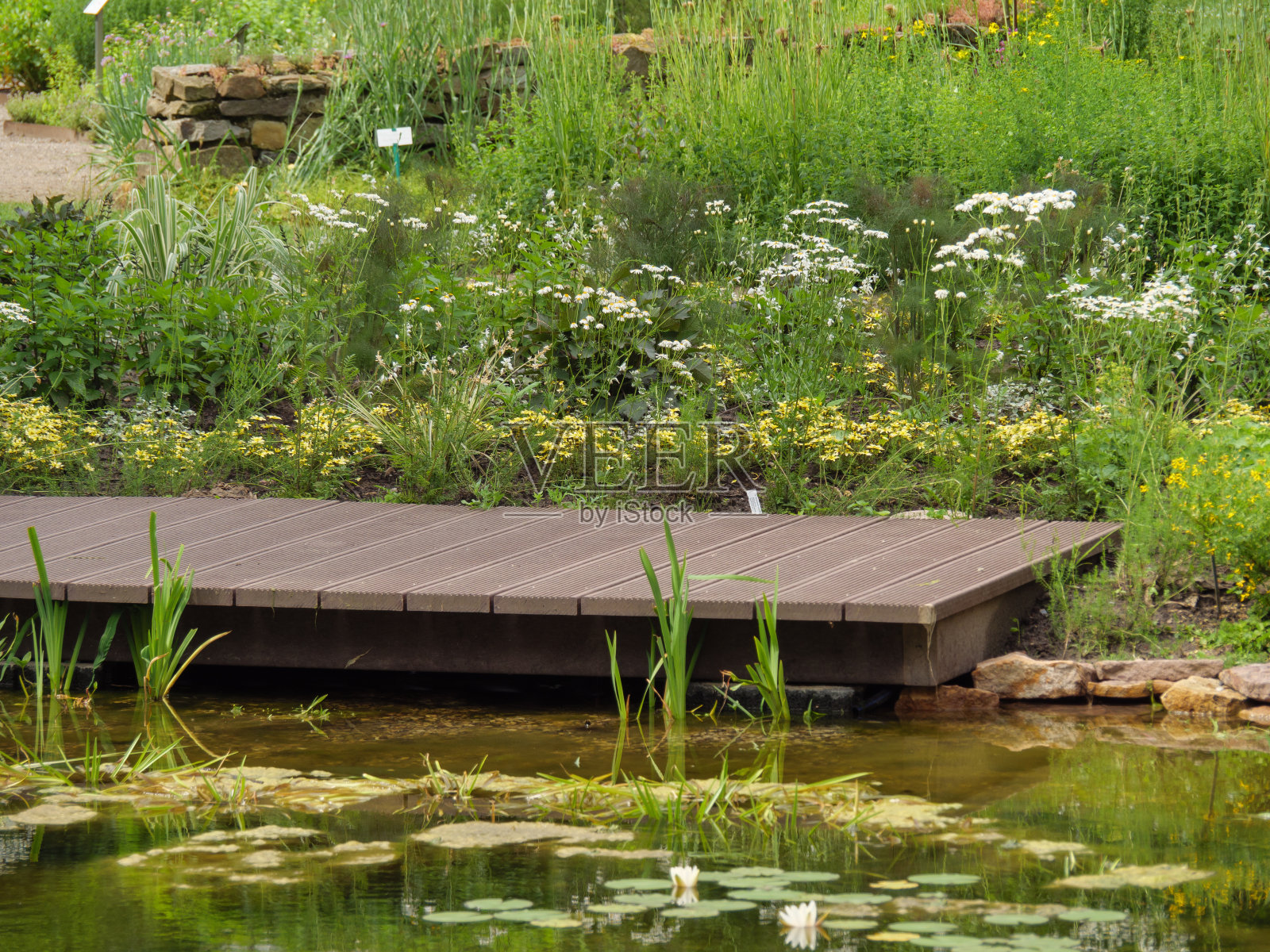 夏天在德国一个美丽的花园照片摄影图片