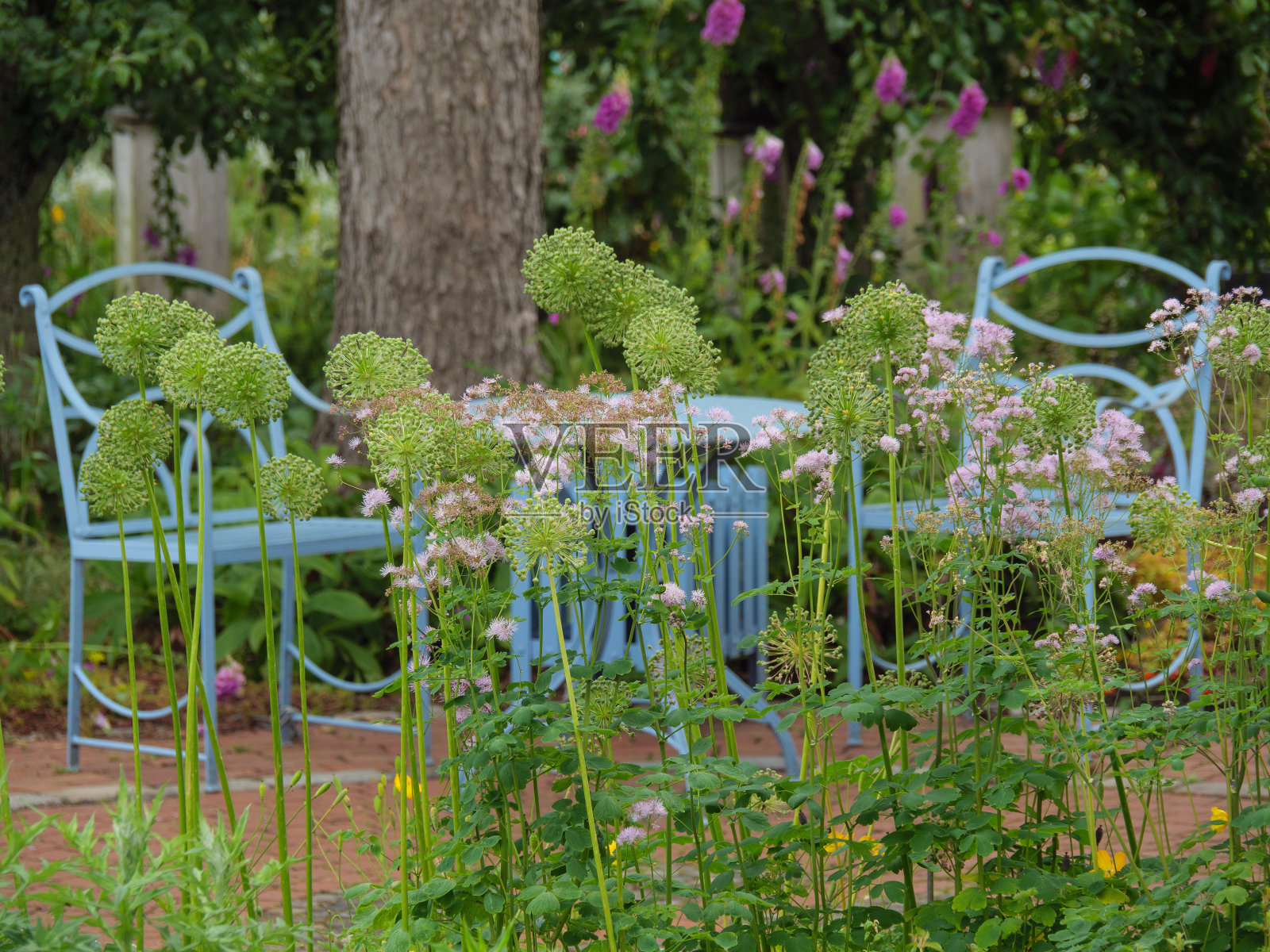 夏天在德国一个美丽的花园照片摄影图片