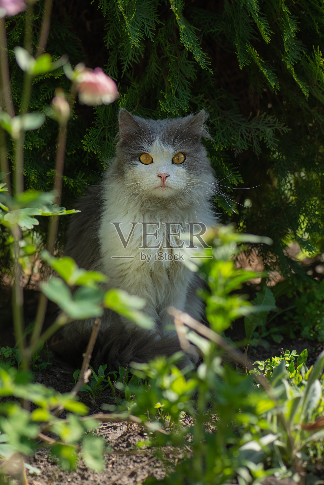 春天的温柔是大自然。小猫在绿草地上散步。小猫在一个美丽的春天。照片摄影图片