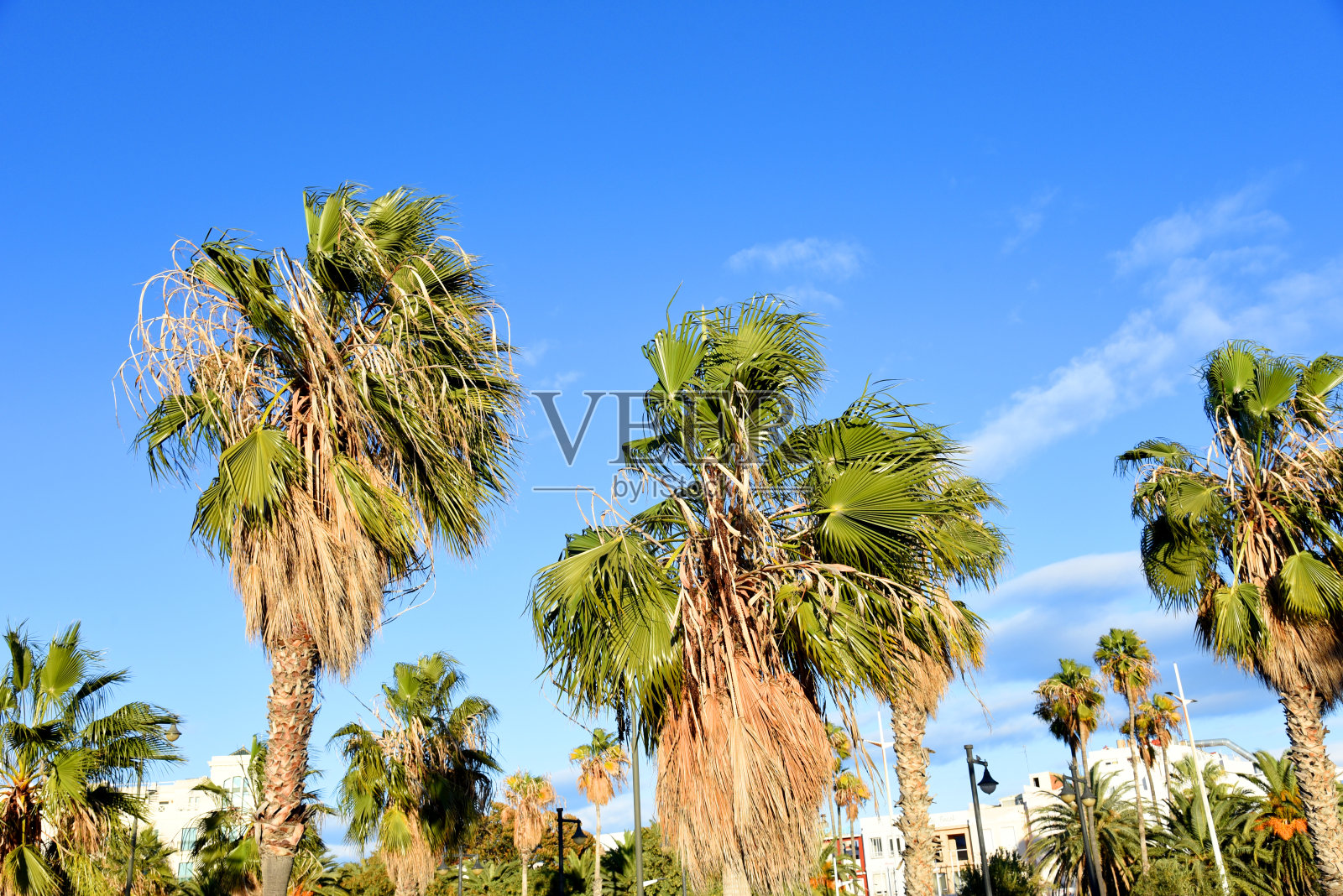 椰枣映衬着蓝天的棕榈树。枣椰树(凤梨属)，棕榈科(槟榔科)树种，因其甜的可食果实而栽培。凤爪棕榈或指趾树。棕榈科。照片摄影图片