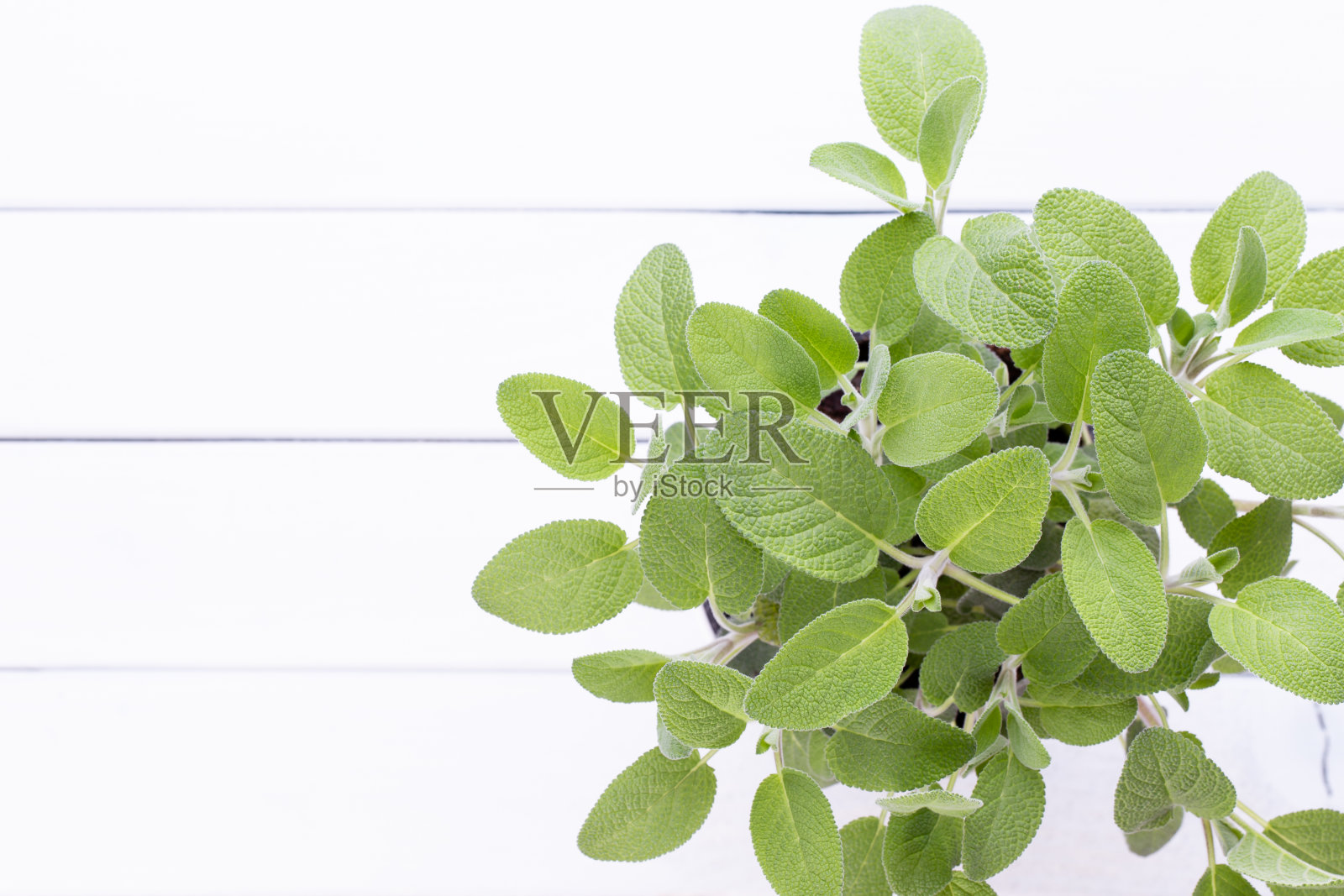 在白色背景上孤立的鼠尾草。前视图。平的模式。照片摄影图片