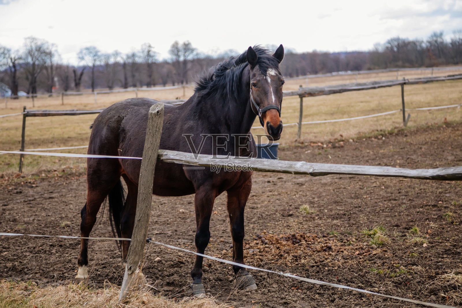 近距离的肖像棕色成年马种在黑色的笼头站和口吻在草地上吃草，美丽的海湾马走在围场在农田，秋冬的一天，模糊的背景照片摄影图片