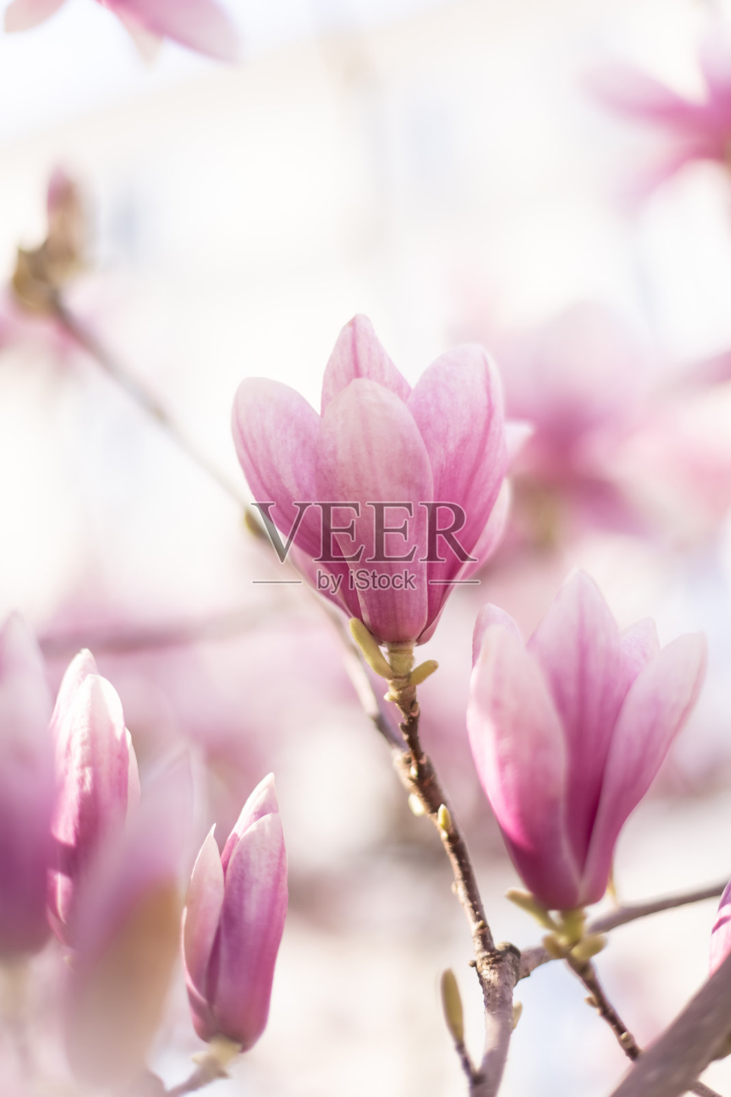 春天的花的背景。美丽的淡粉色木兰花在柔和的光线。底视图照片摄影图片