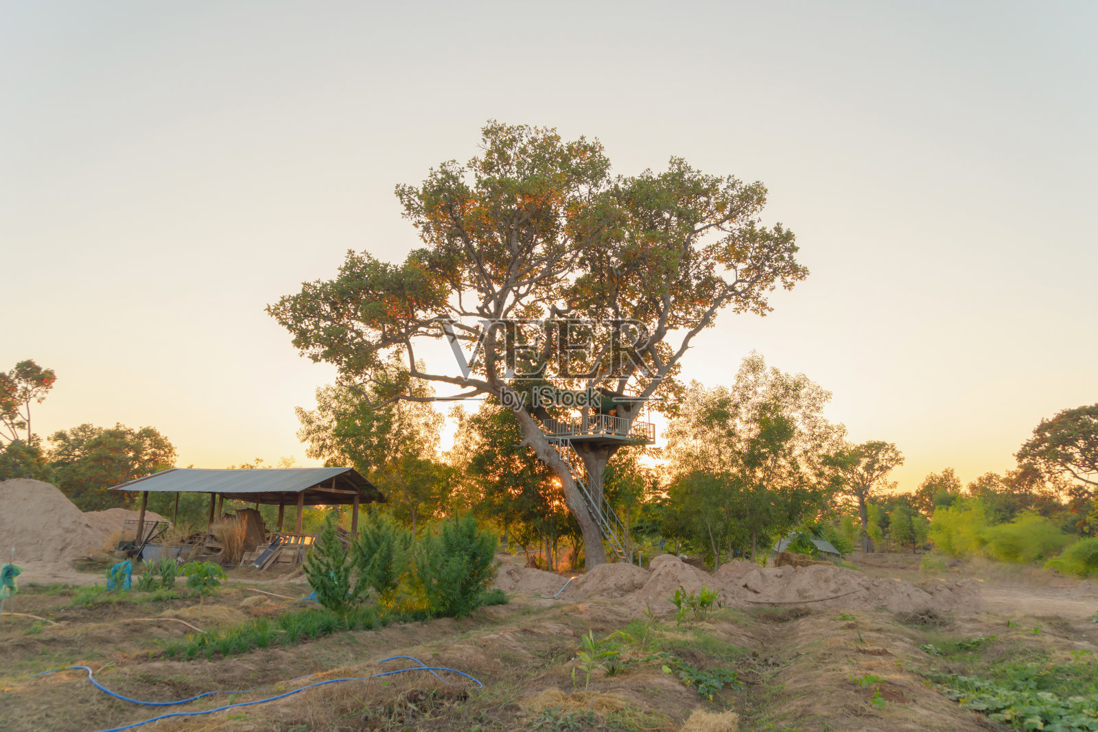 在自然和环境的概念下，树屋或带花园庭院的家。建筑的建筑。照片摄影图片