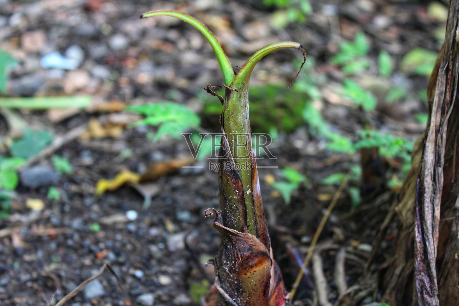会是一棵小小的香蕉树吗照片摄影图片