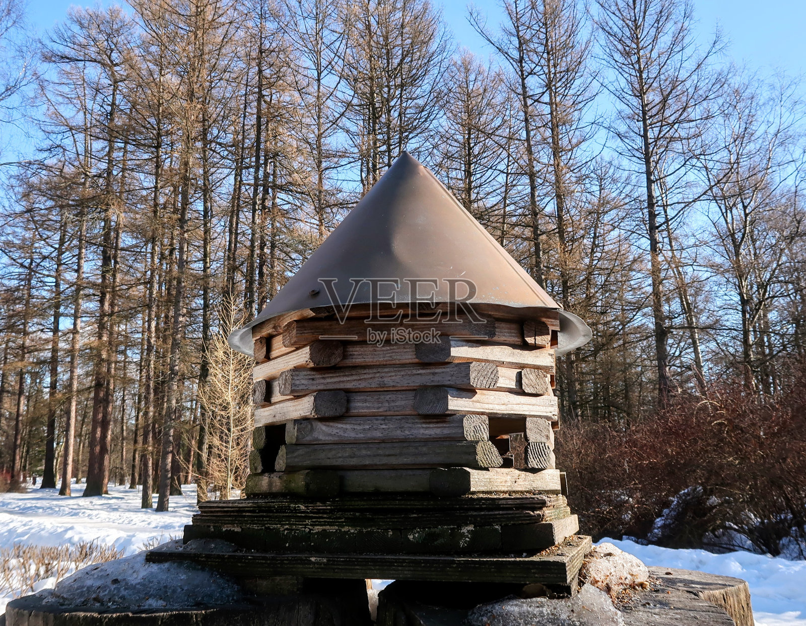 松鼠照片摄影图片