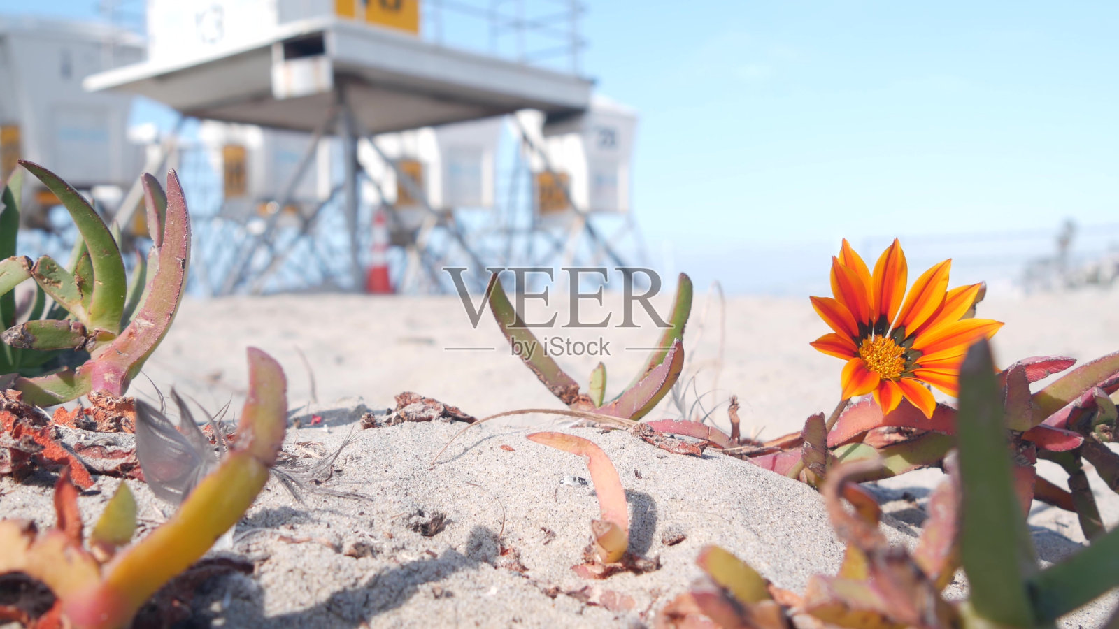 救生员站和花，救生员塔冲浪在加利福尼亚海滩。照片摄影图片