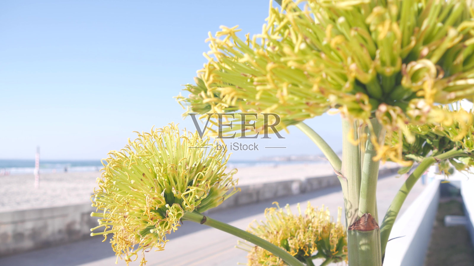 美国加利福尼亚海岸，黄色龙舌兰花盛开，人们在海边散步。照片摄影图片