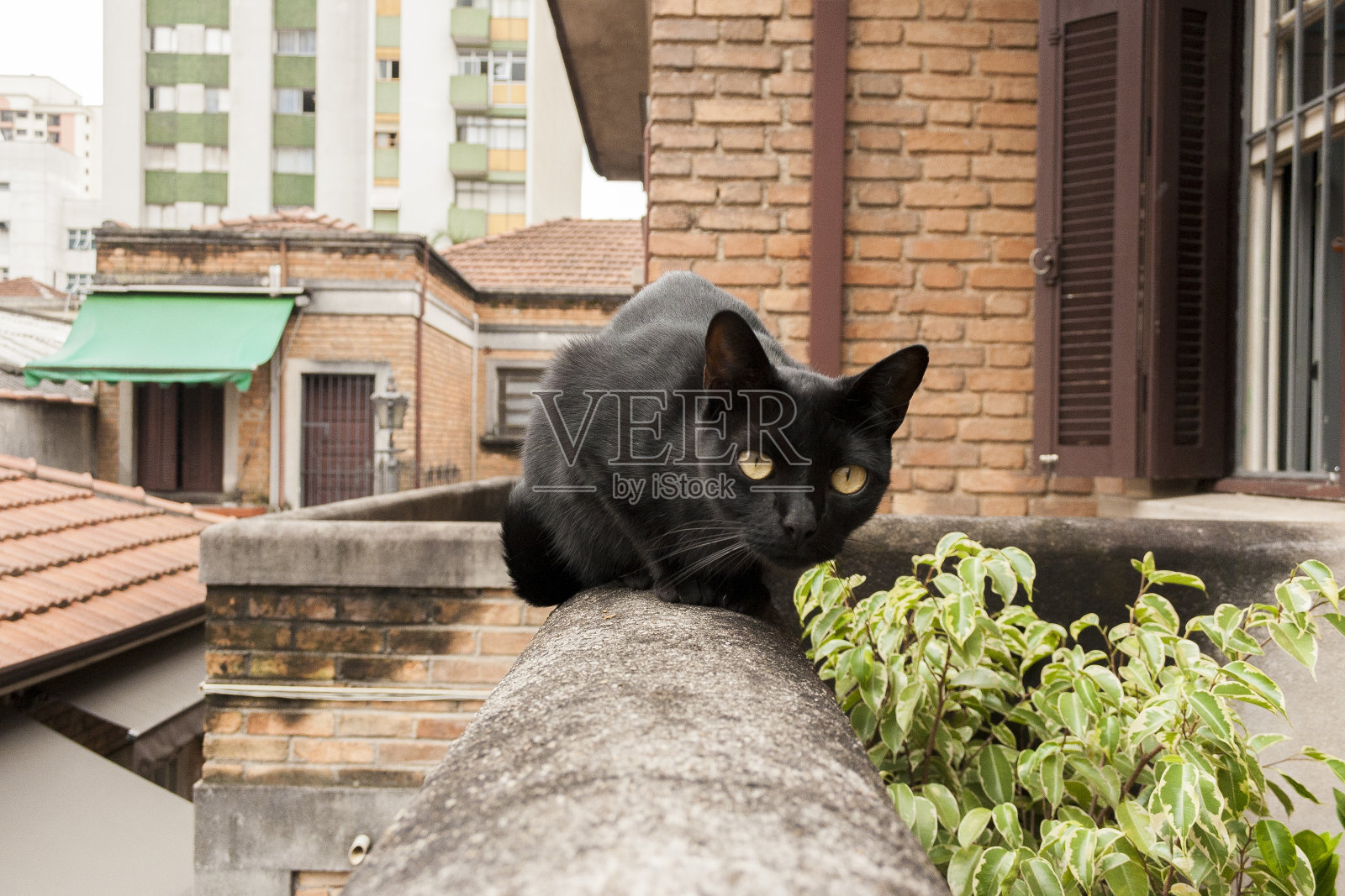 猫在篱笆上，天空在背景里。照片摄影图片