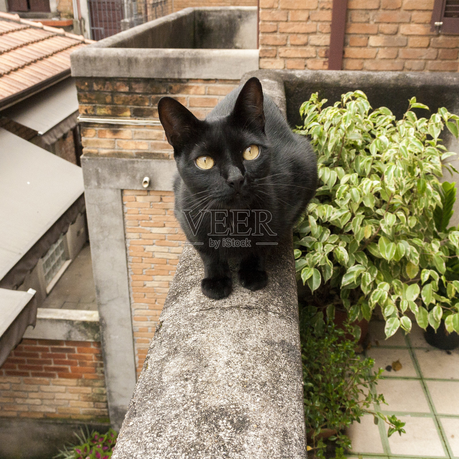 猫在篱笆上，天空在背景里。照片摄影图片