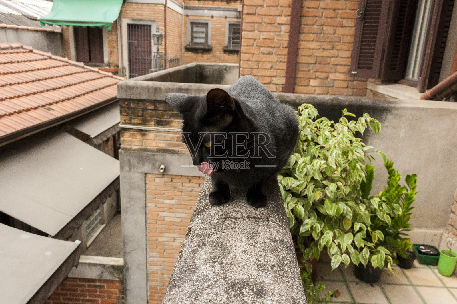 猫在篱笆上，天空在背景里。照片摄影图片