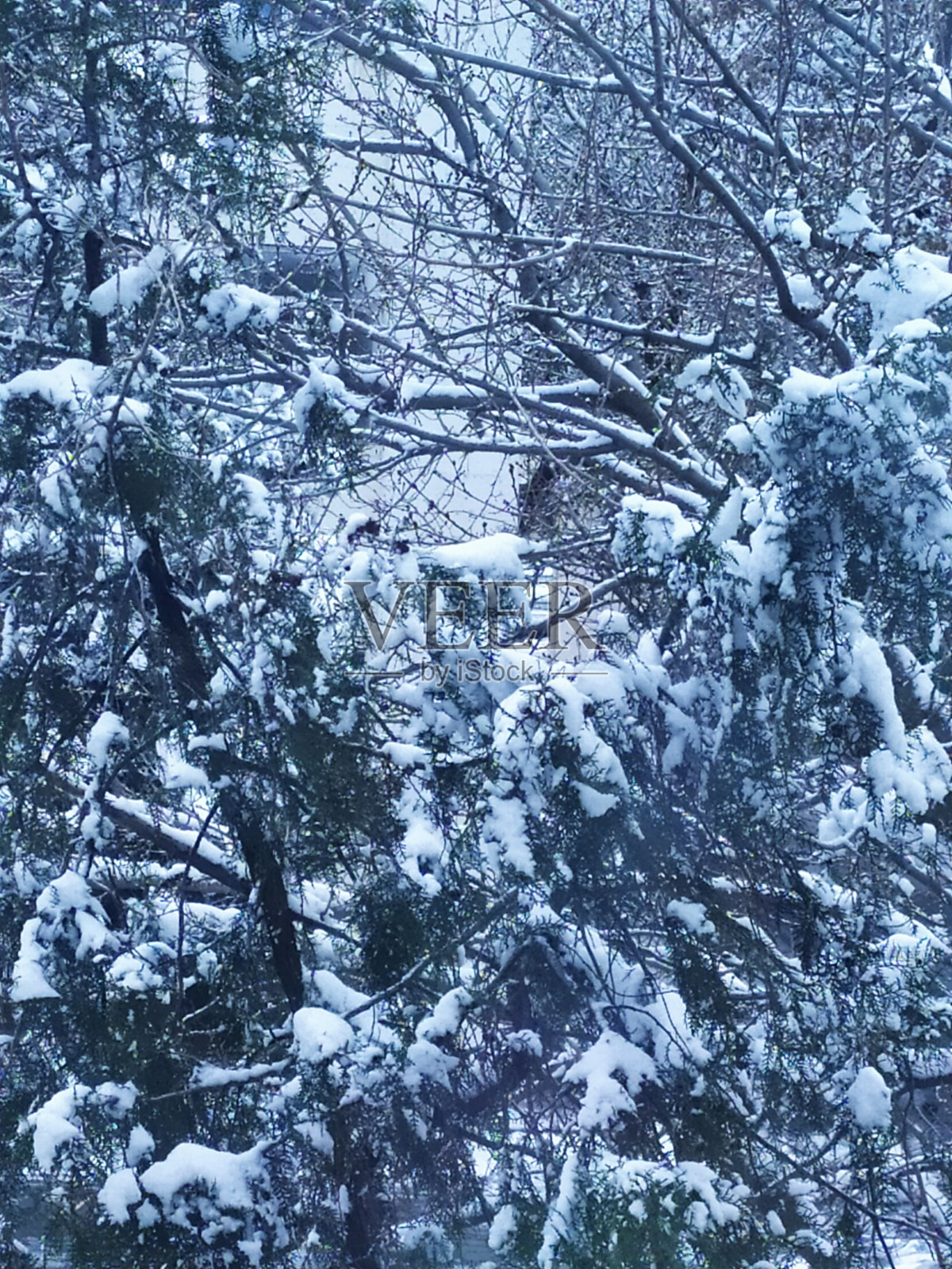 冬天的树照片摄影图片