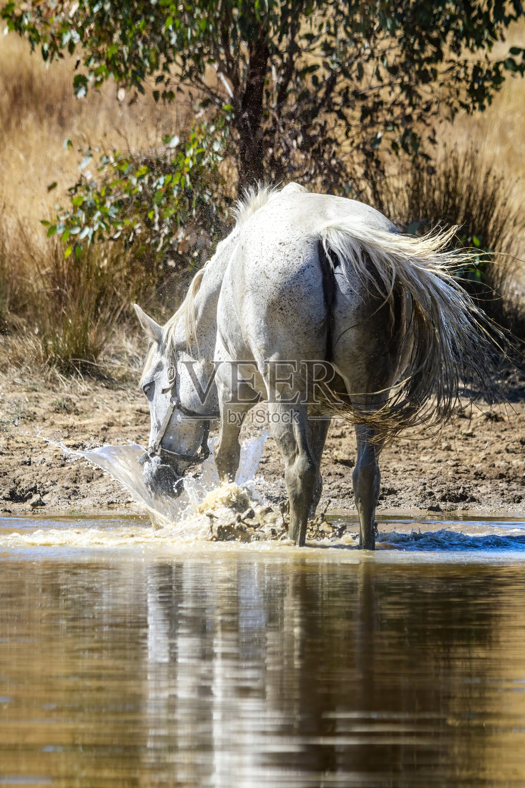 在池塘边饮水的马照片摄影图片