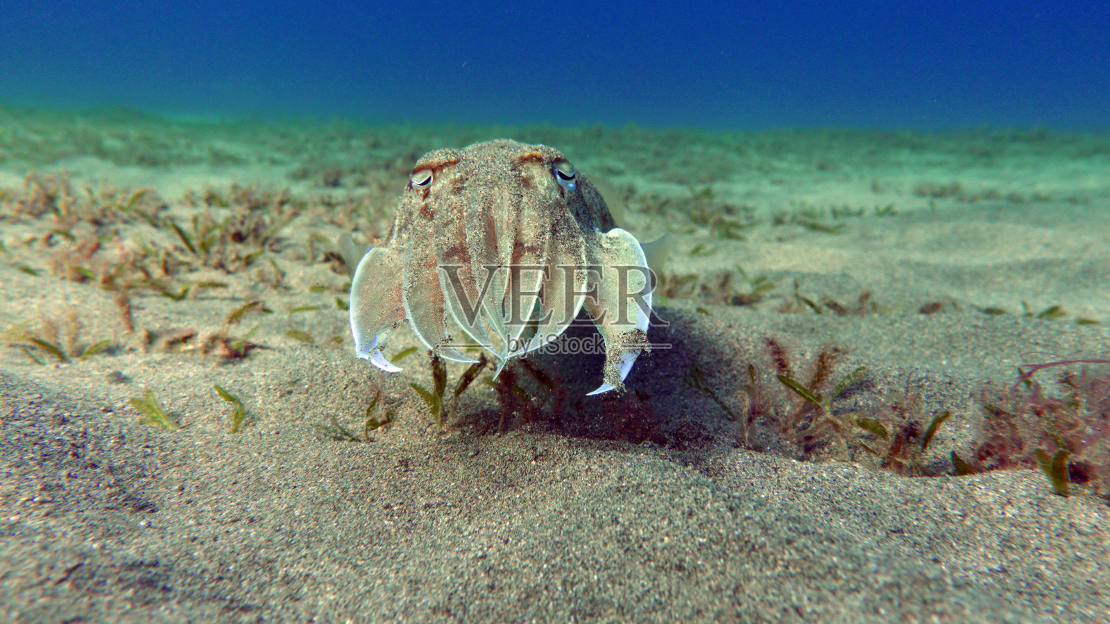 乌贼pharaonis。软体动物。照片摄影图片