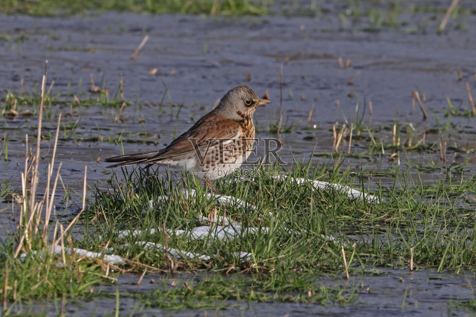 田鸫照片摄影图片