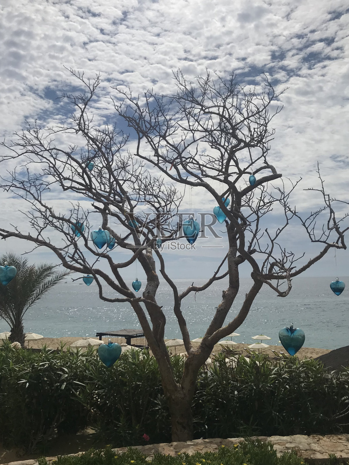 挂满玻璃心形饰品的树，背景是海洋照片摄影图片