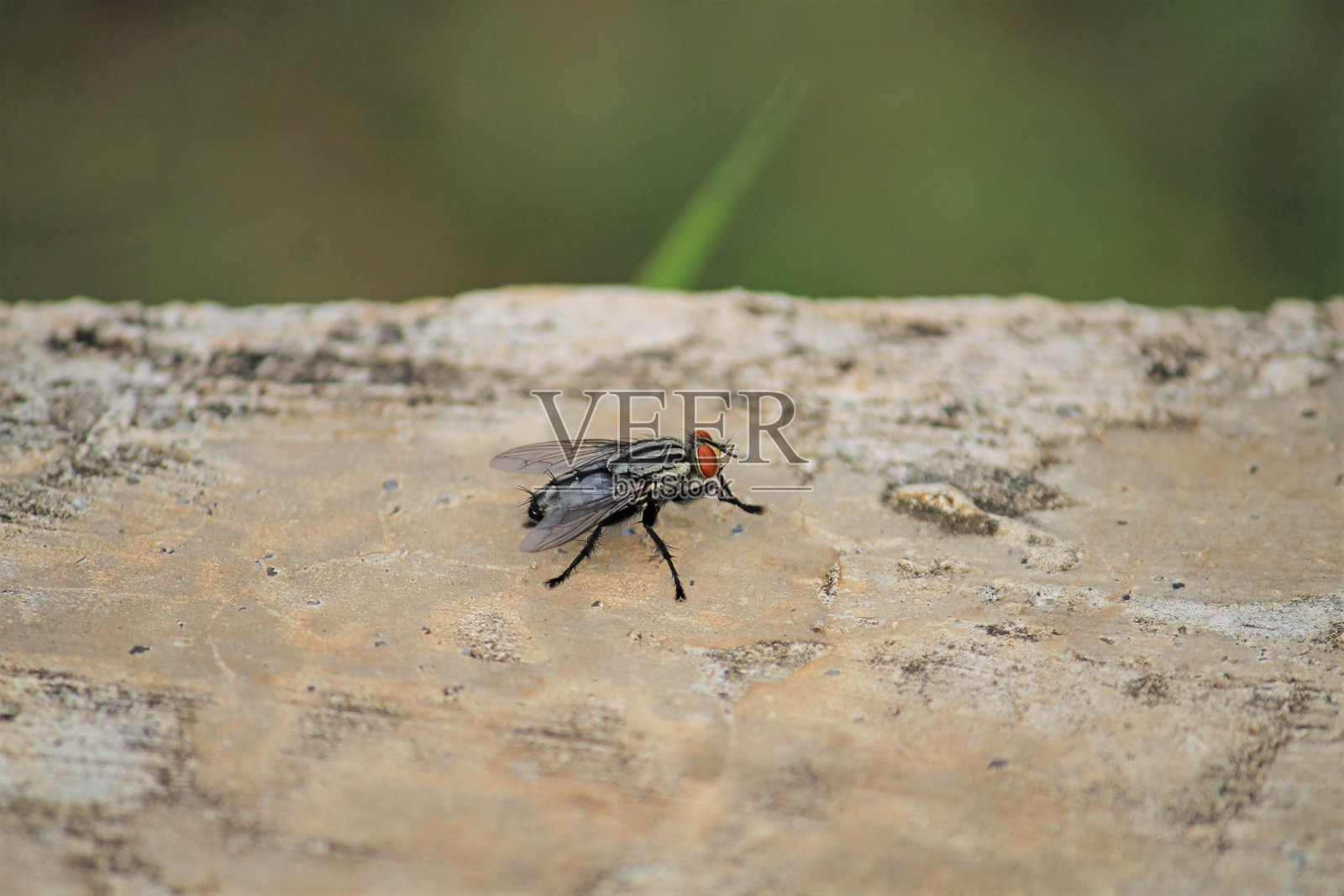 有人发现家蝇在洗脚照片摄影图片