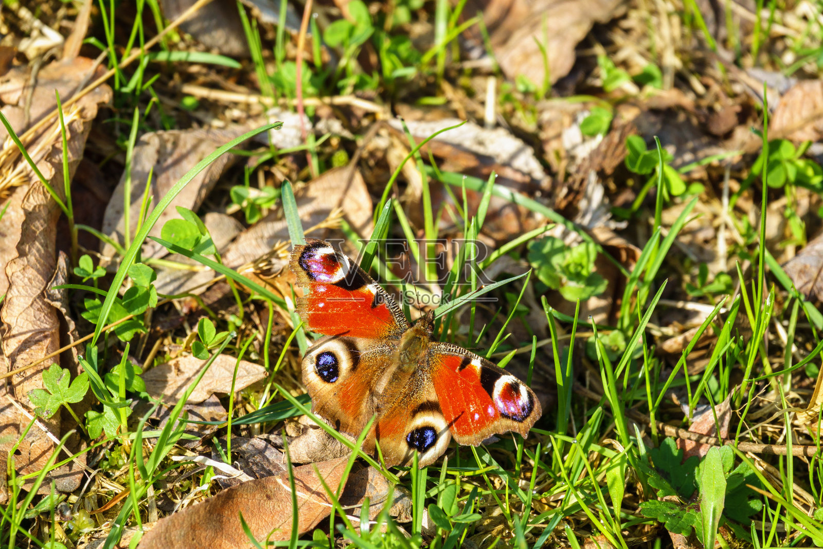 美丽的孔雀蝴蝶在草地上照片摄影图片