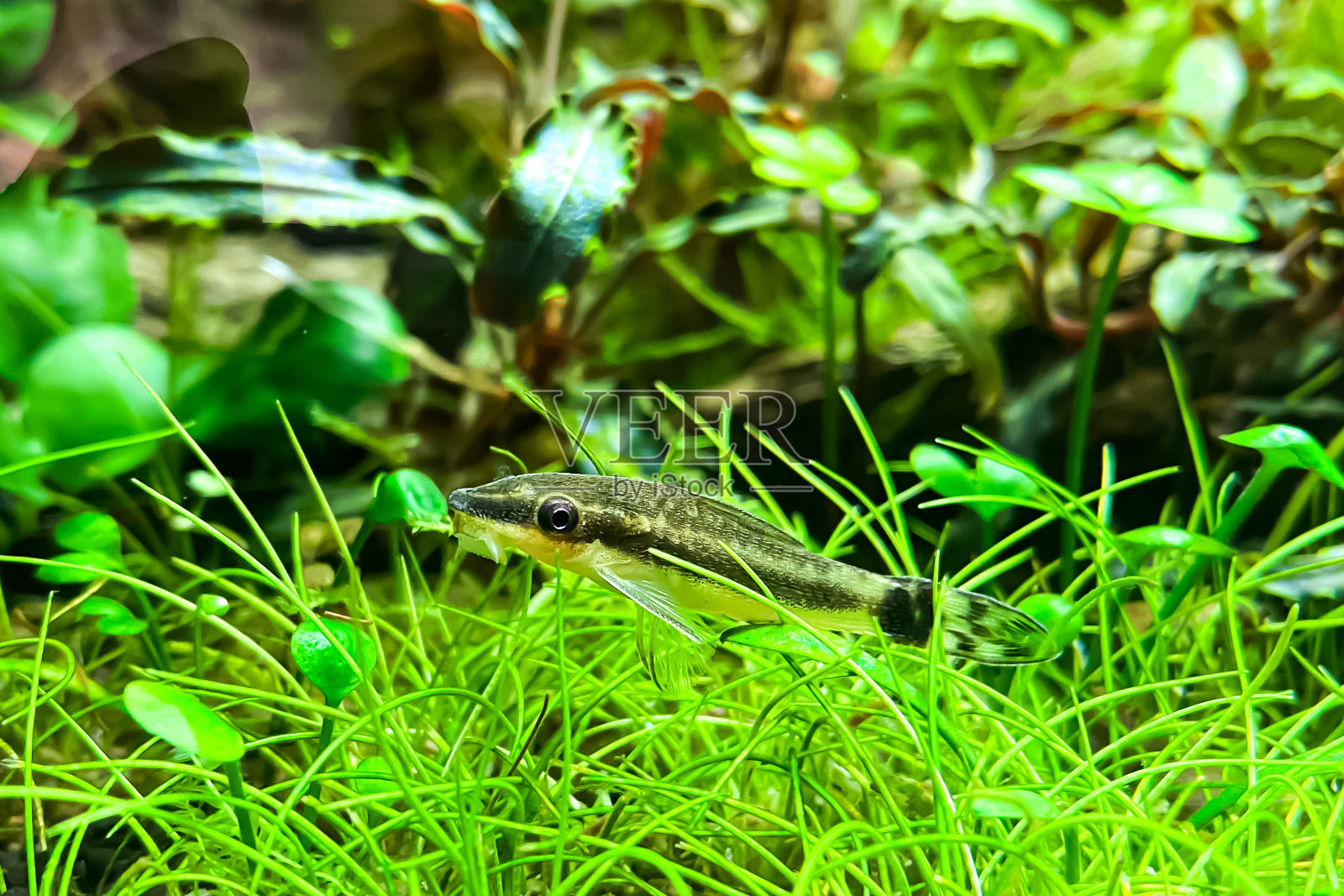 水族箱中的 Otocintus affinis照片摄影图片