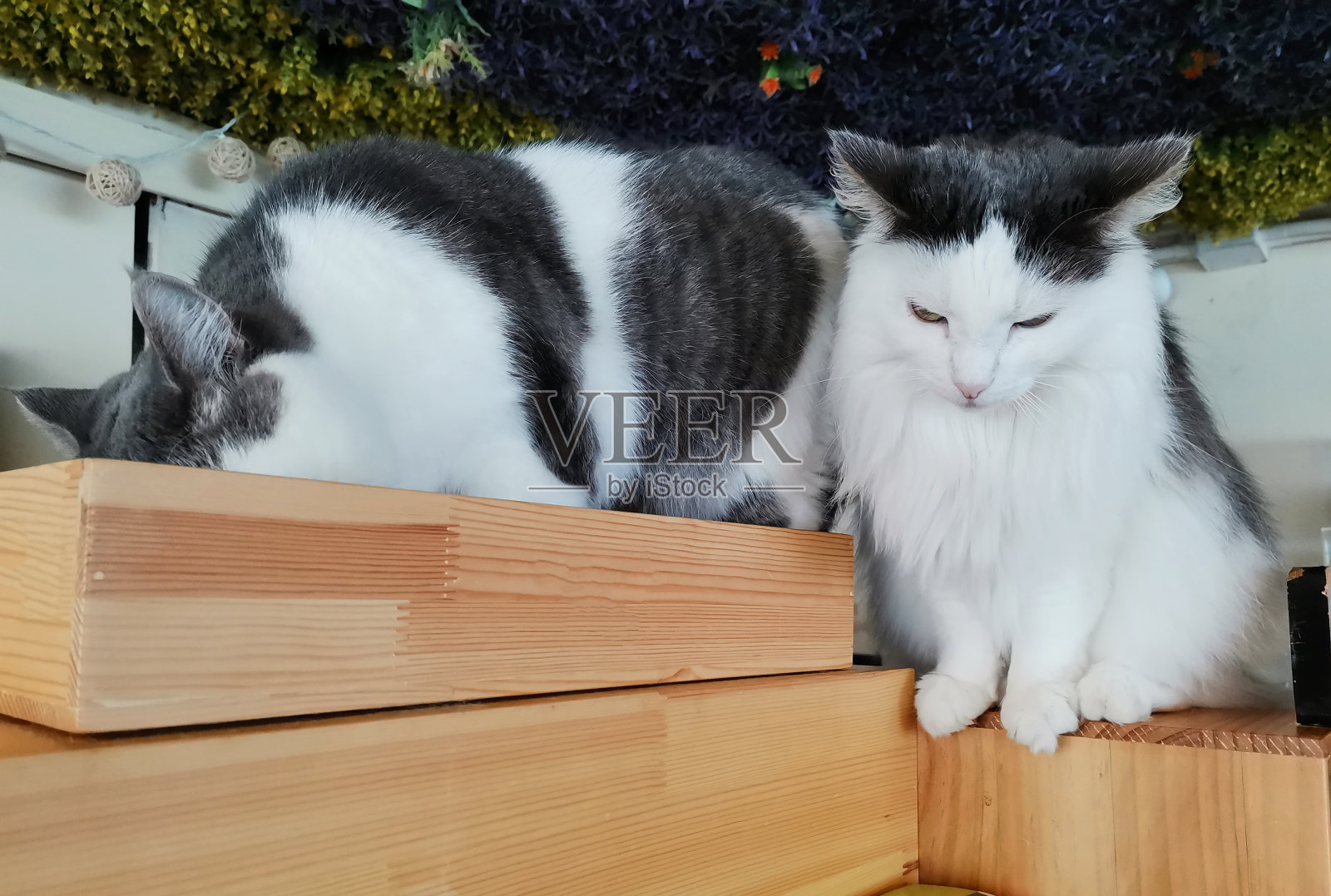 猫照片摄影图片